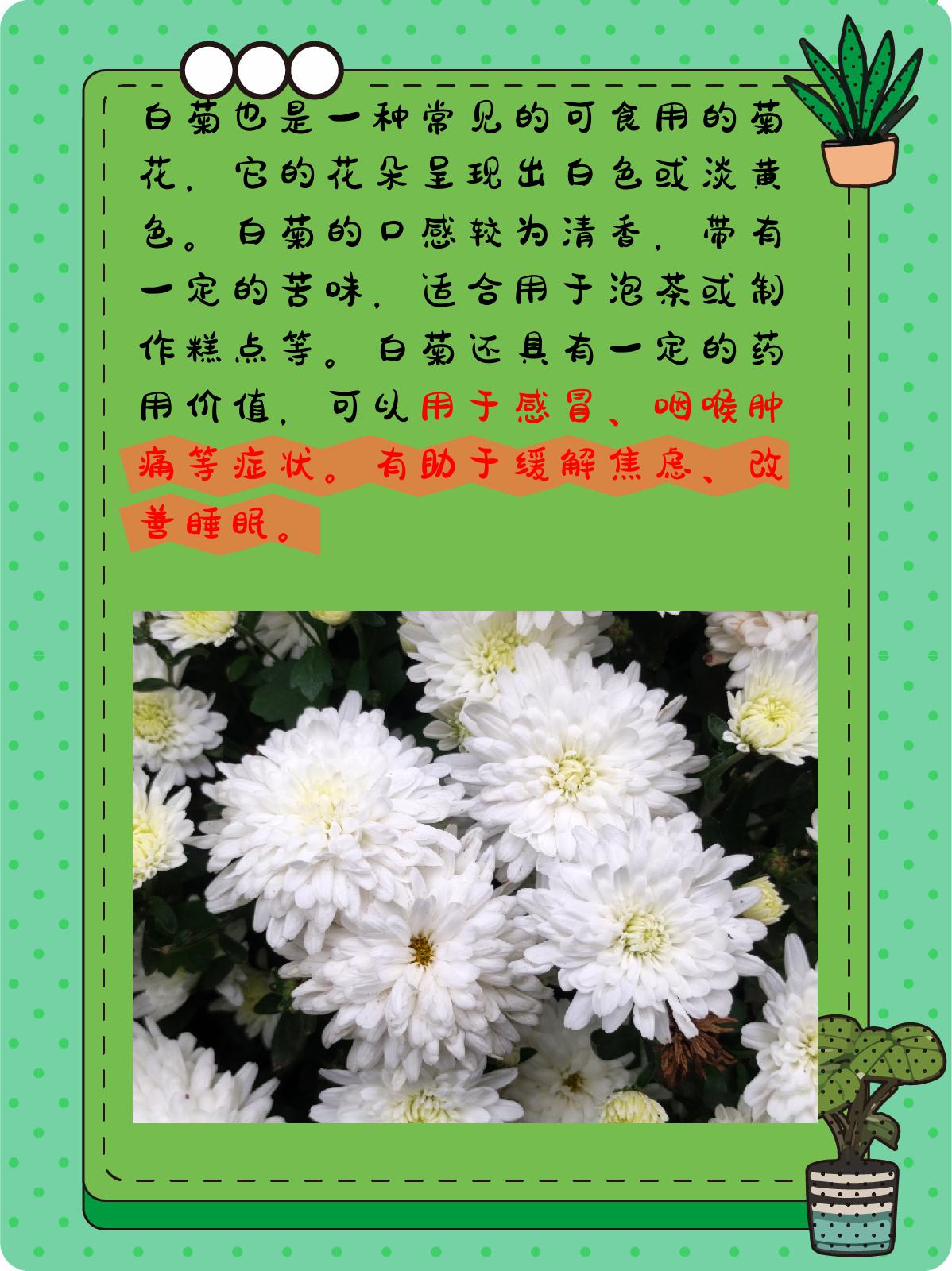 可食用菊花的种类图片 可食用菊花是一种具有多种品种和用途的食材,不