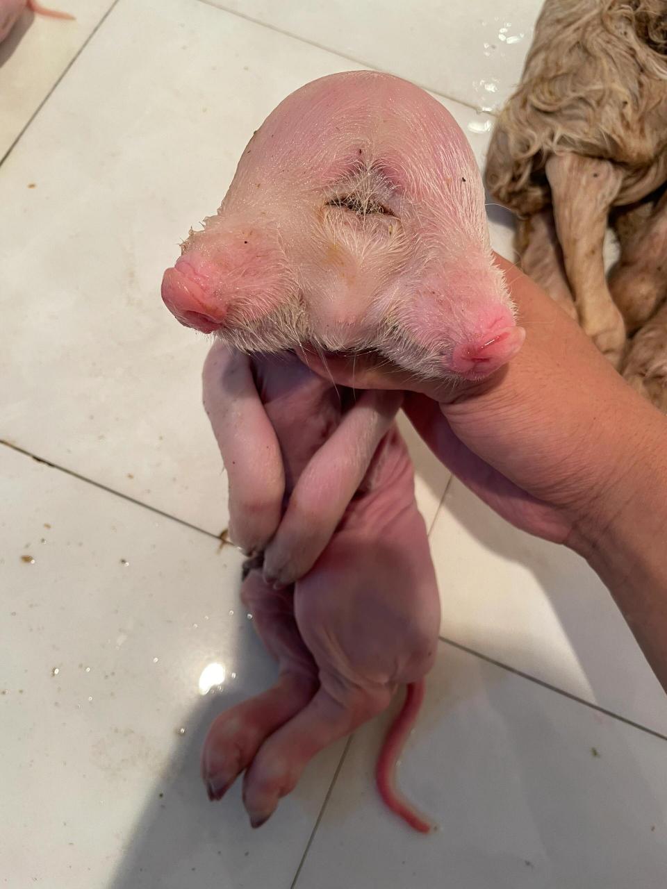 展示一下这几年收到的部分畸形动物 连体猪,一头双身猪,双头猪,尖嘴猪