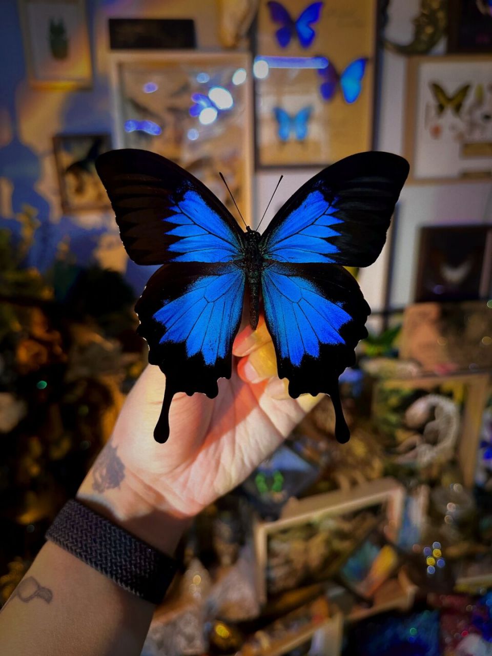 天堂凤蝶·来自天堂的使者03 天堂凤蝶(学名:papilio ulysses)翅展