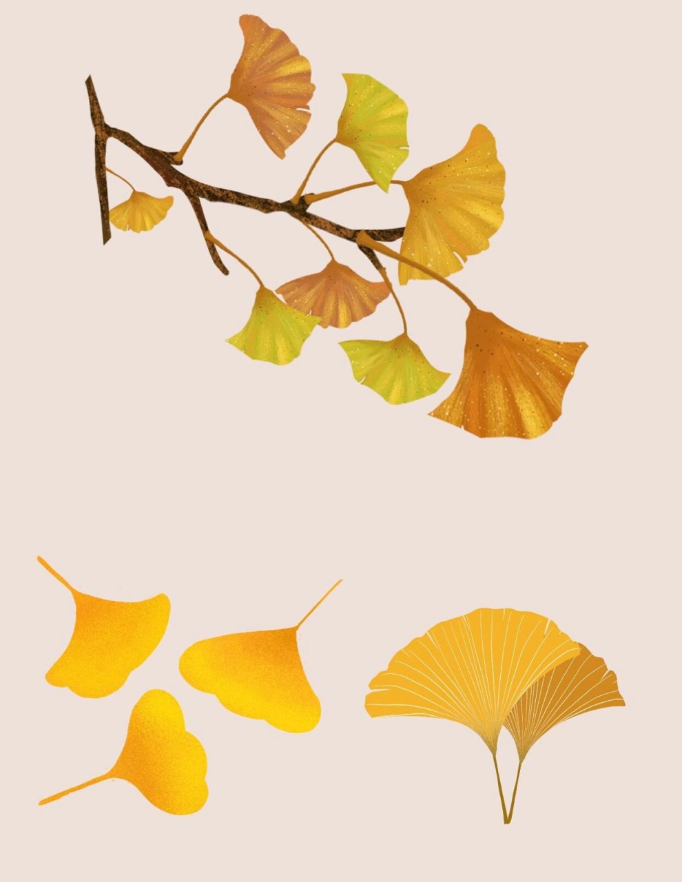 分享一组秋季银杏落叶系列免抠素材,有金黄色的落叶,有黄中带绿的叶子