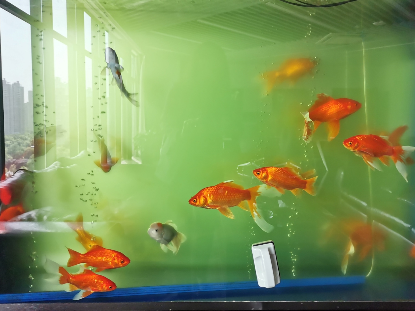 2米的鱼缸,之前一直好好的,五一过后水就一直是绿色的,连着换了两天水