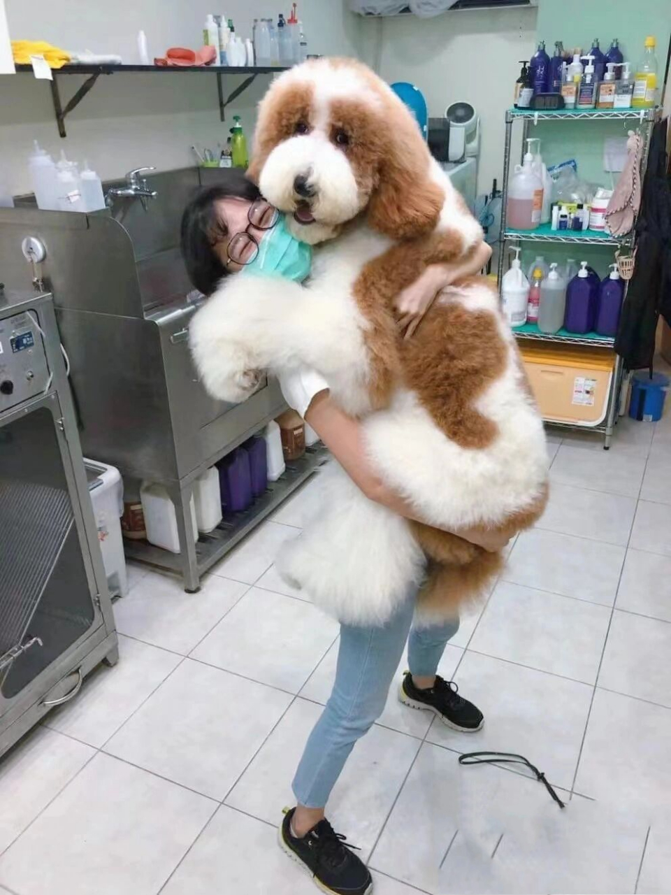 捡漏买了只红白片花巨贵弟弟 凌晨逛,刷到这只修狗