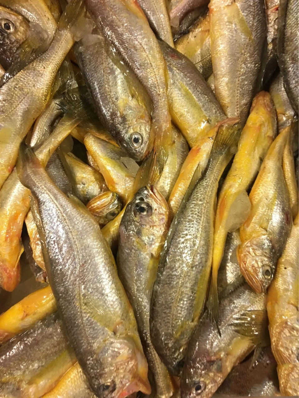 不会杀鱼的朋友 今天教你一招 野生小黄鱼可谓是家庭必备 今天就教大