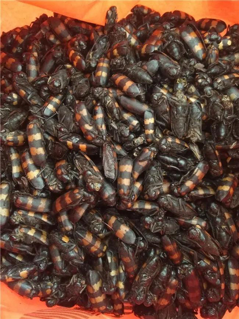 斑蝥鉴别 鉴别要点 大斑蝥与小斑蝥主要特征是:前者体形较大,黑色,被