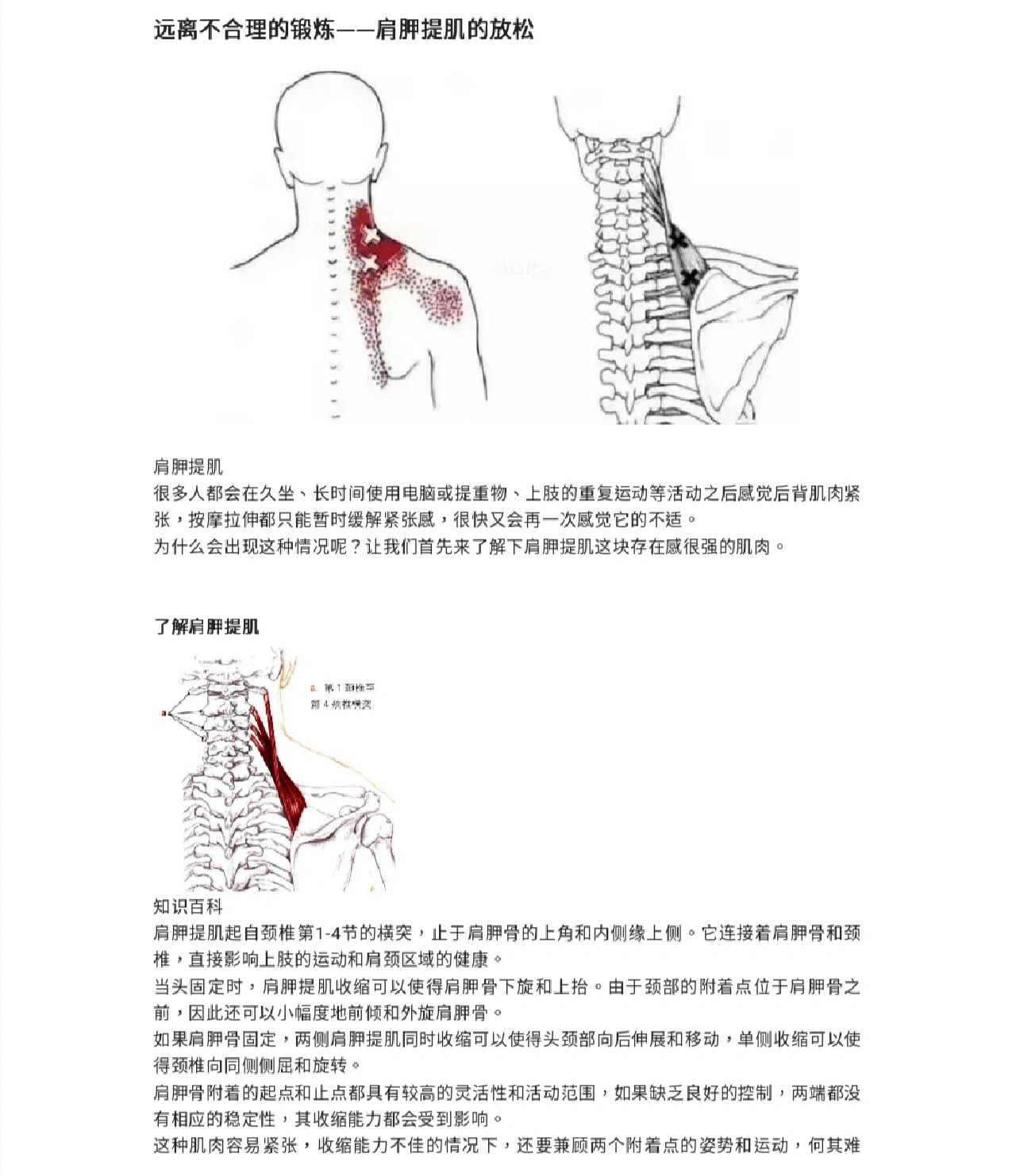 肩胛提肌位置图图片