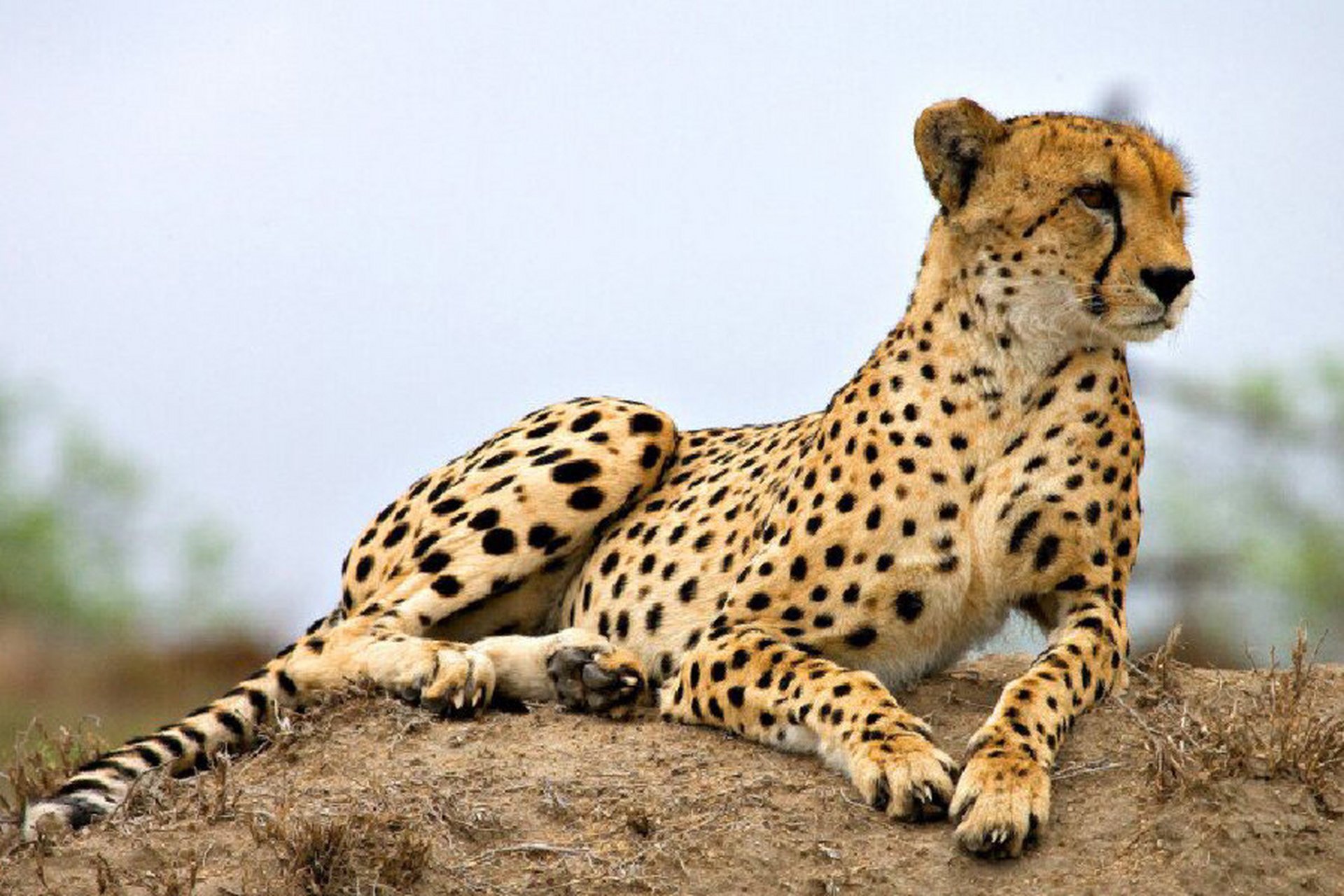 猎豹 92命名:猎豹(学名:acinonyx jubatus):是食肉目的猫科动物