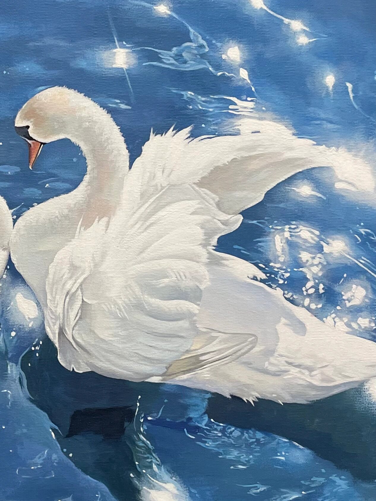 白天鹅细节及过程图