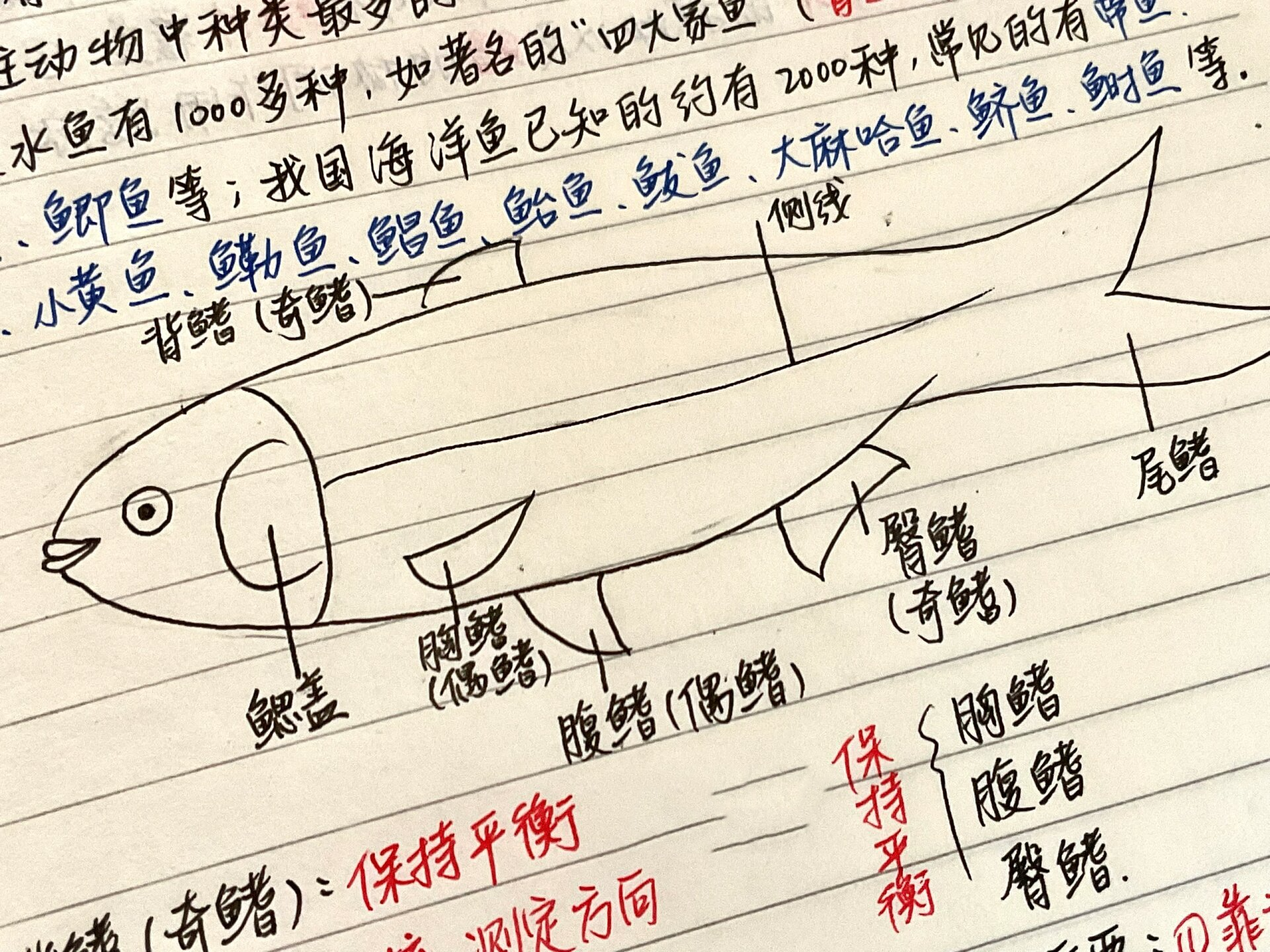 八上生物|第四节 鱼