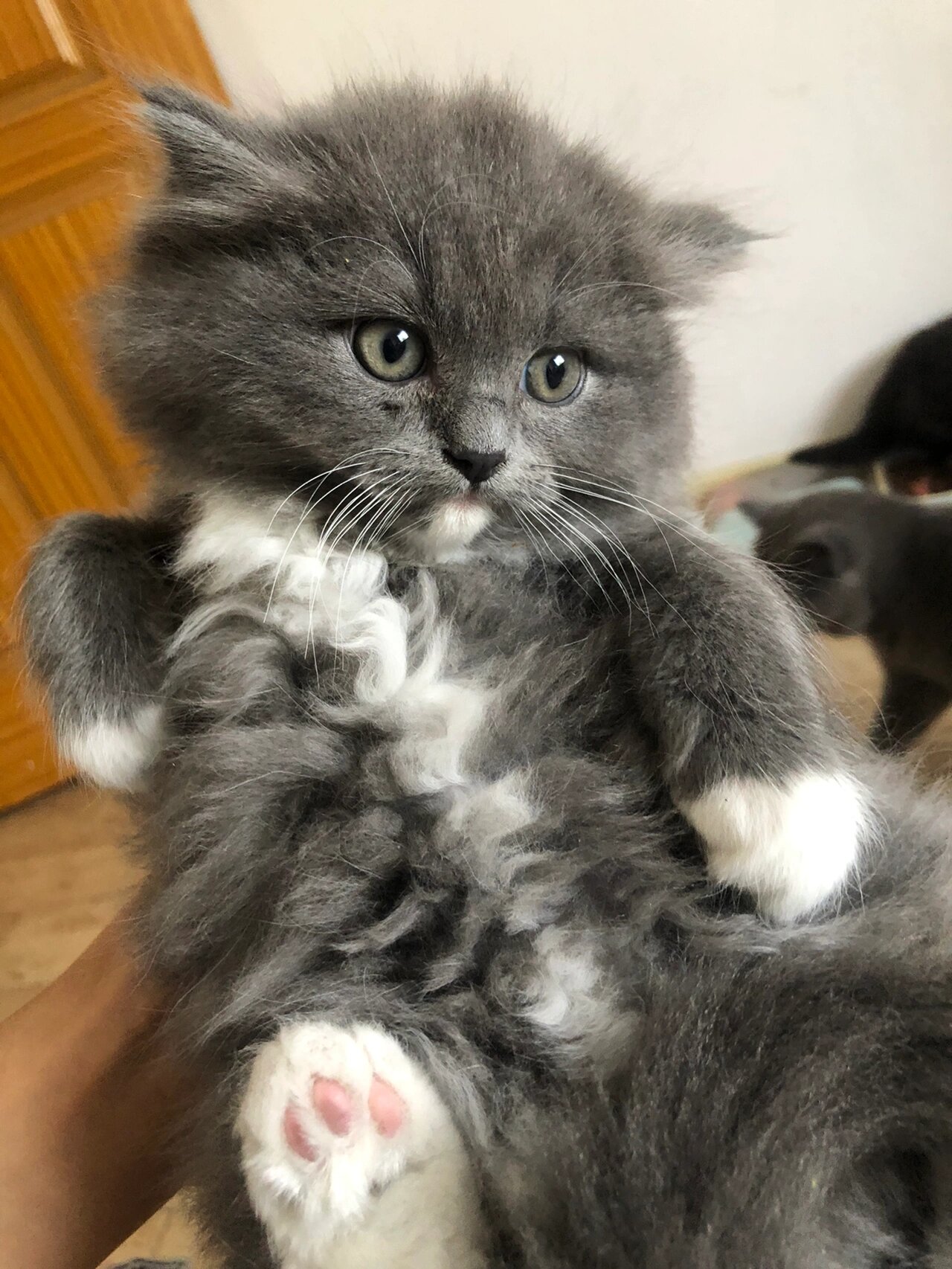 家养小猫咪的崽崽 蓝猫串布偶 已满两个月 随时可出窝 可上门看猫