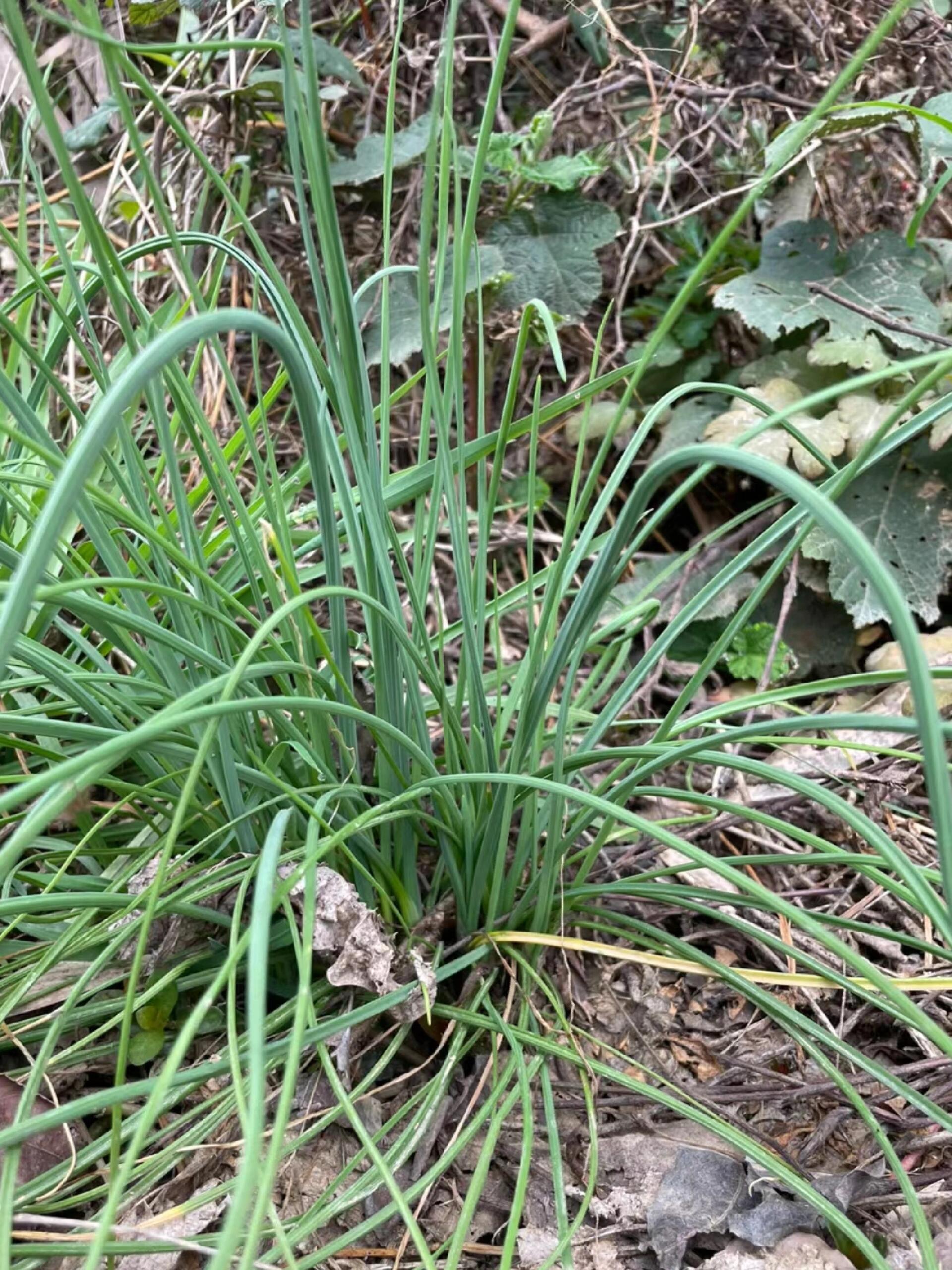 春之味 | 野韭菜 赏花踏青挖野菜,我的春日三部曲.