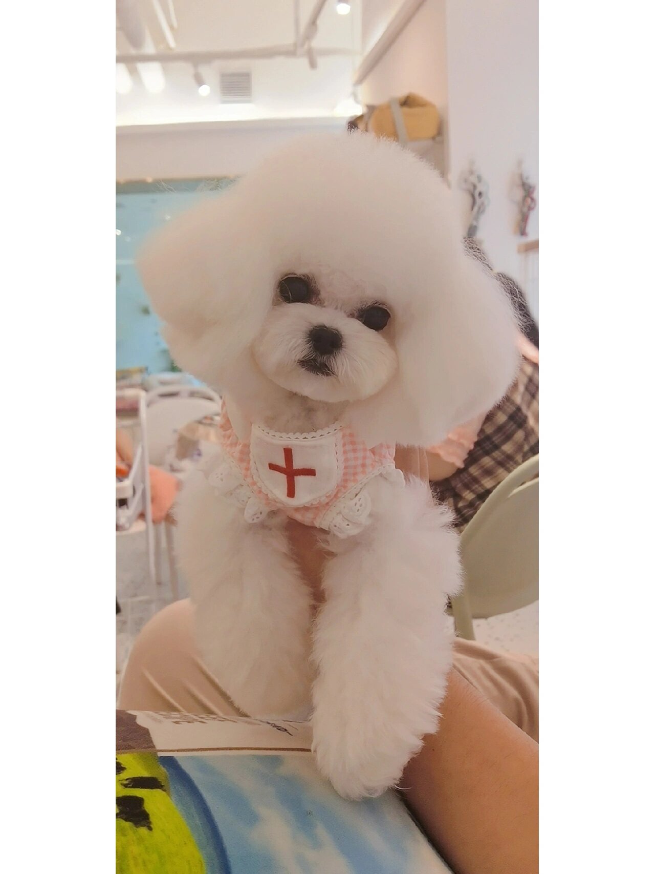 谁说泰迪颜值不够,来看看我家的白泰迪