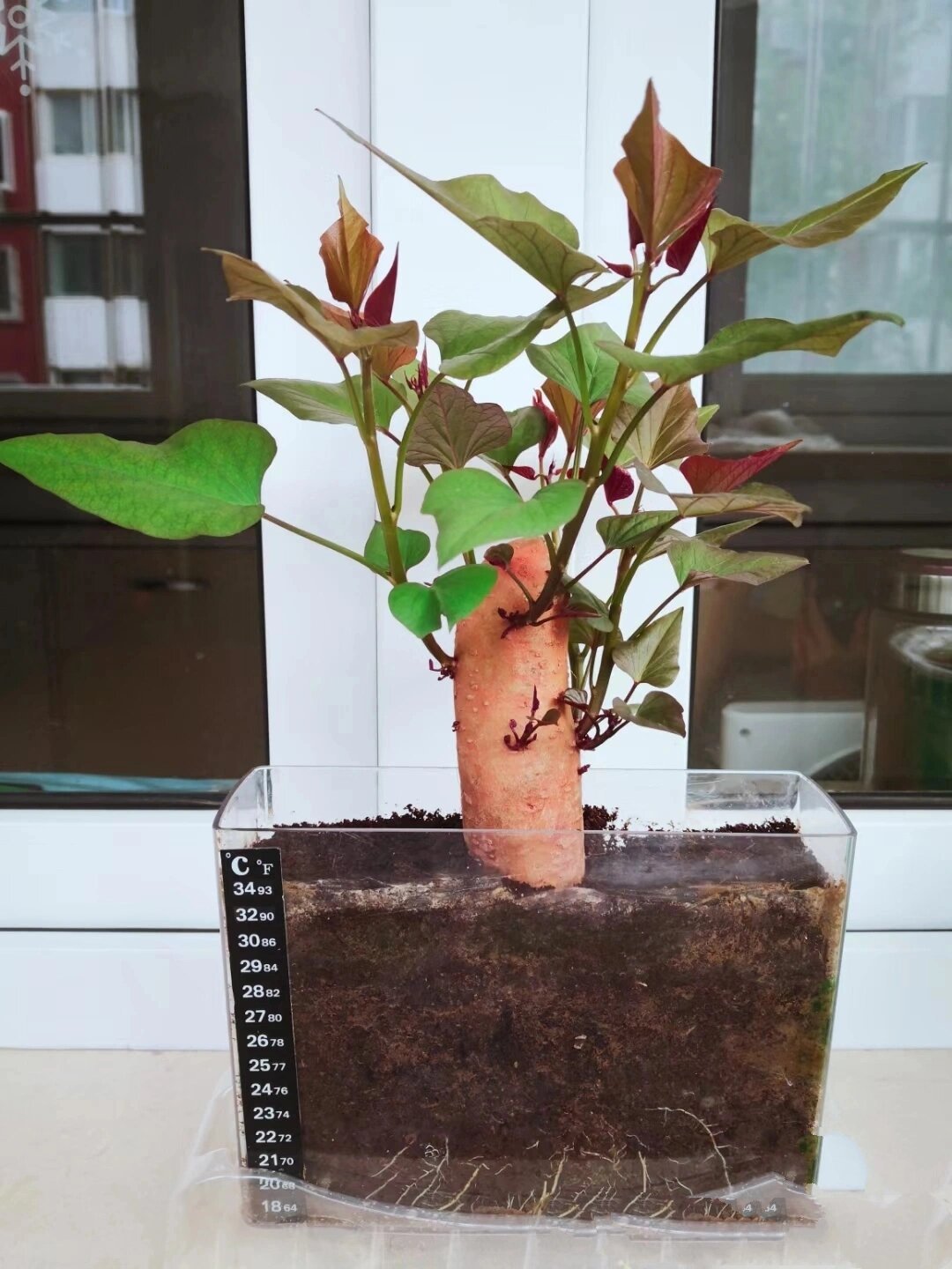 红薯盆景别样美 家里发芽的红薯给点水或土,也能成为绿植盆景,生长