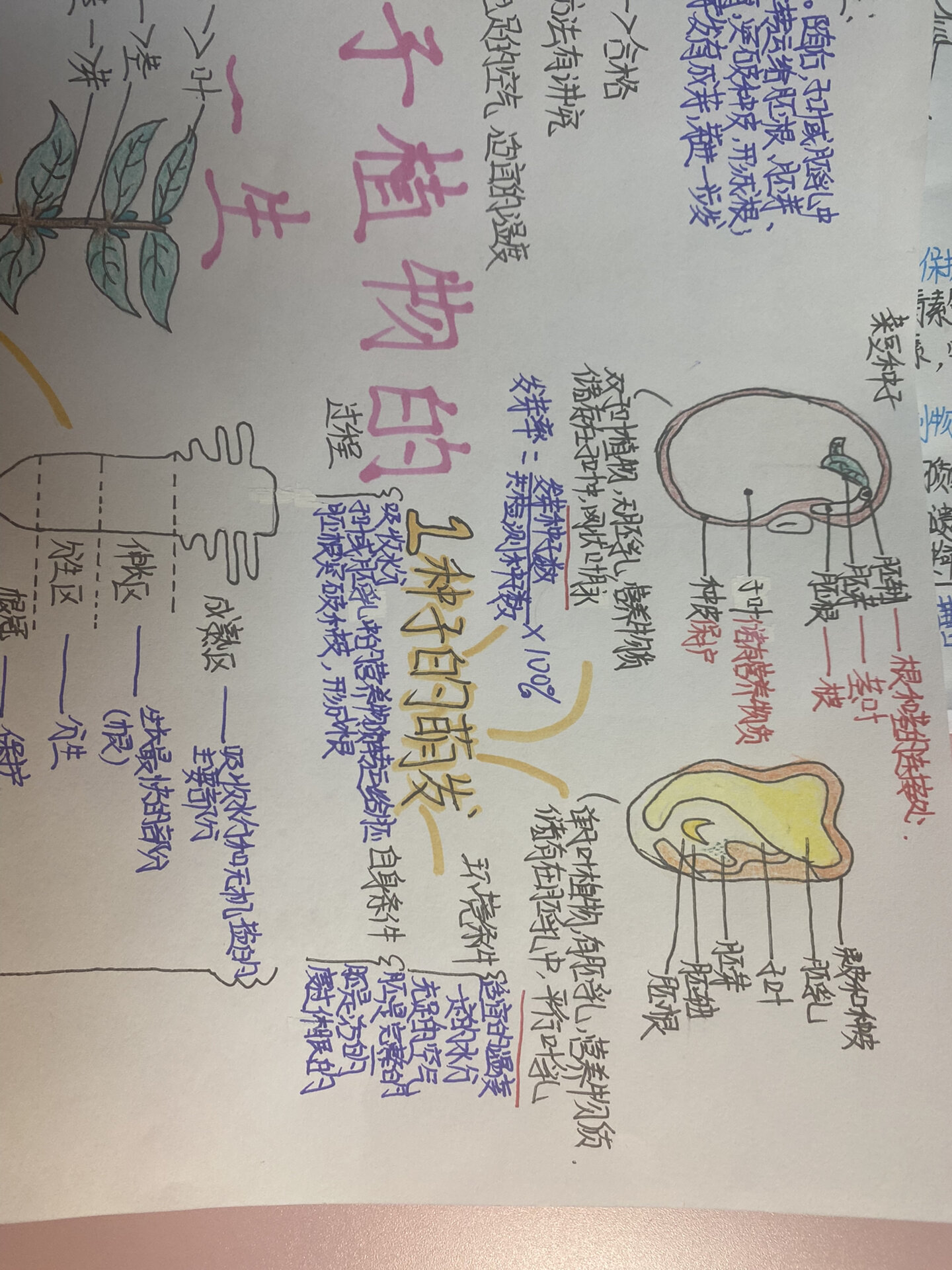 七上生物被子植物的一生思维导图