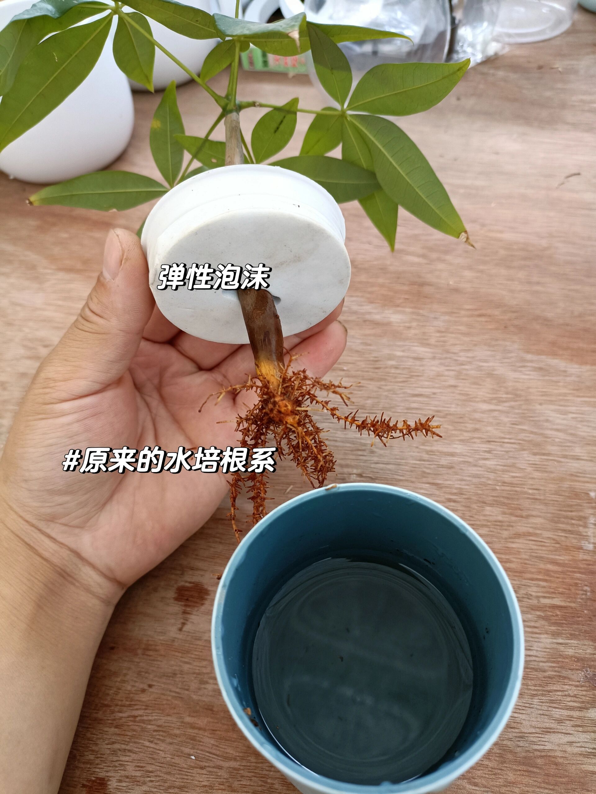 土改水培发财树今日分享