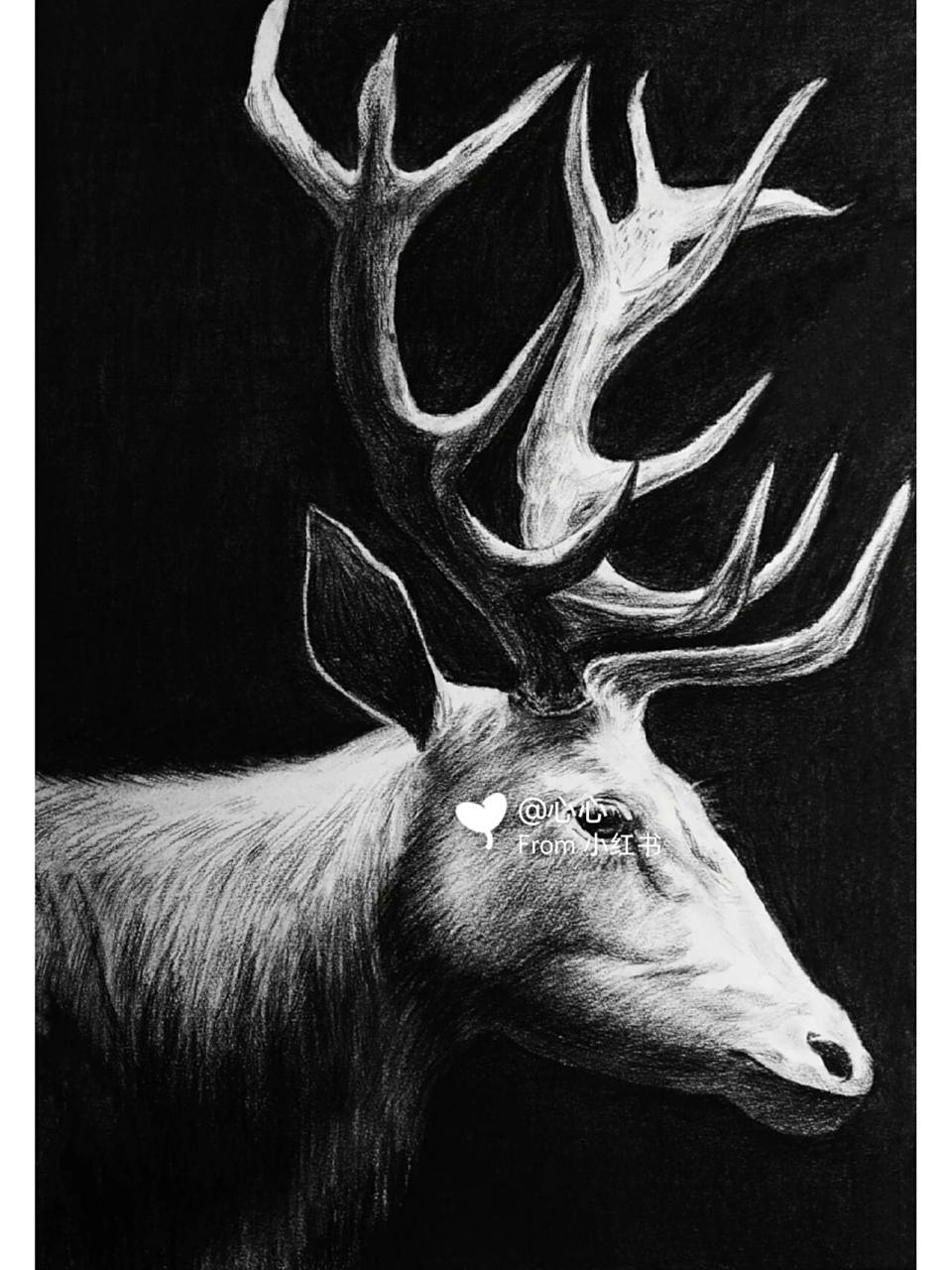 素描–麋鹿‖鹿04【带步骤图】 突然想到了那首歌,迷路迷路(麋鹿