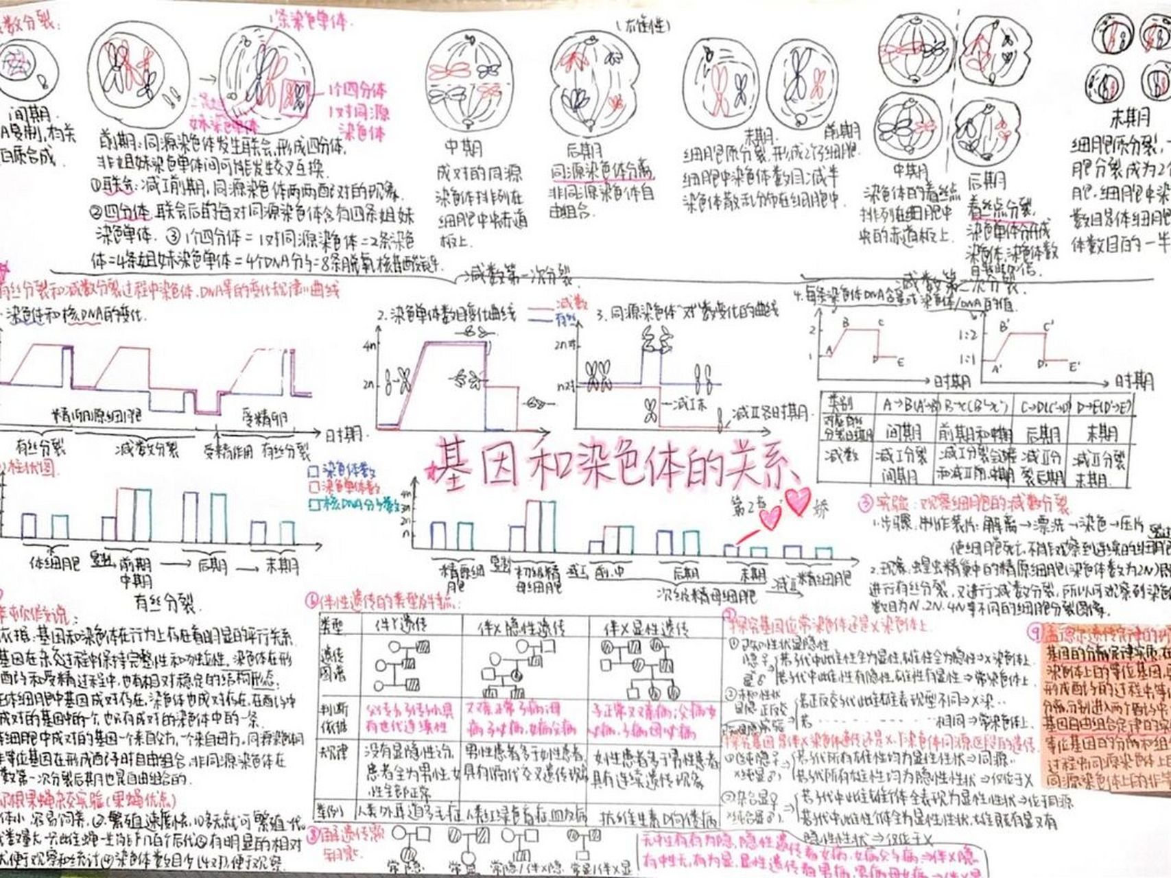 第二章基因和染色体的关系 必修二第二章思维导图 一定要掌握减数分裂