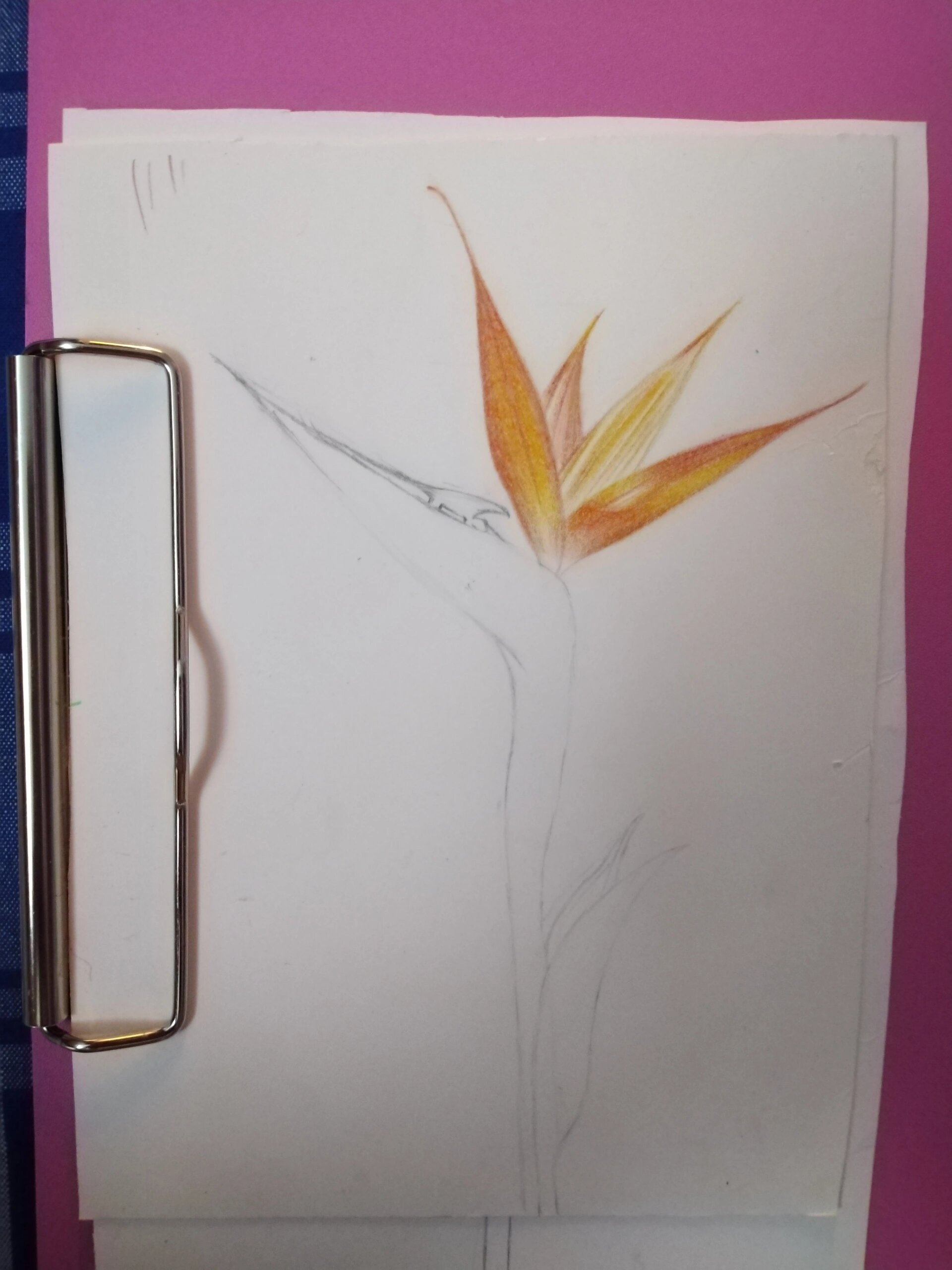 鹤望兰又名天堂鸟~彩铅画9/1