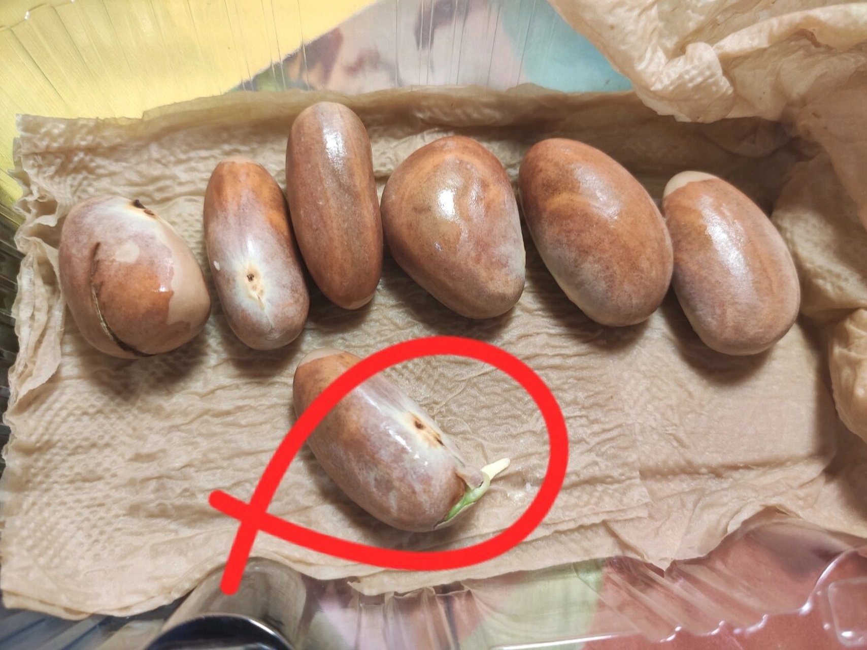 菠萝蜜核竟然发芽了 之前超喜欢吃菠萝蜜就抱着玩的心态想种它,这么多