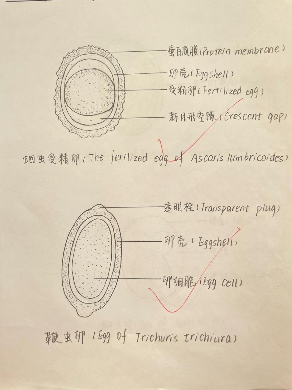 带绦虫虫卵图片手绘图图片