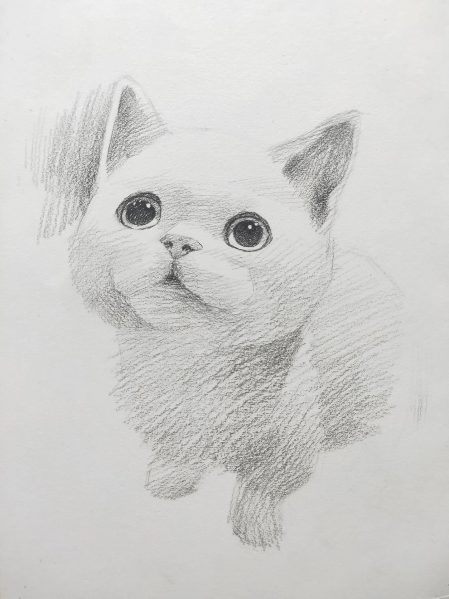 素描动物 小猫咪绘画详细教程