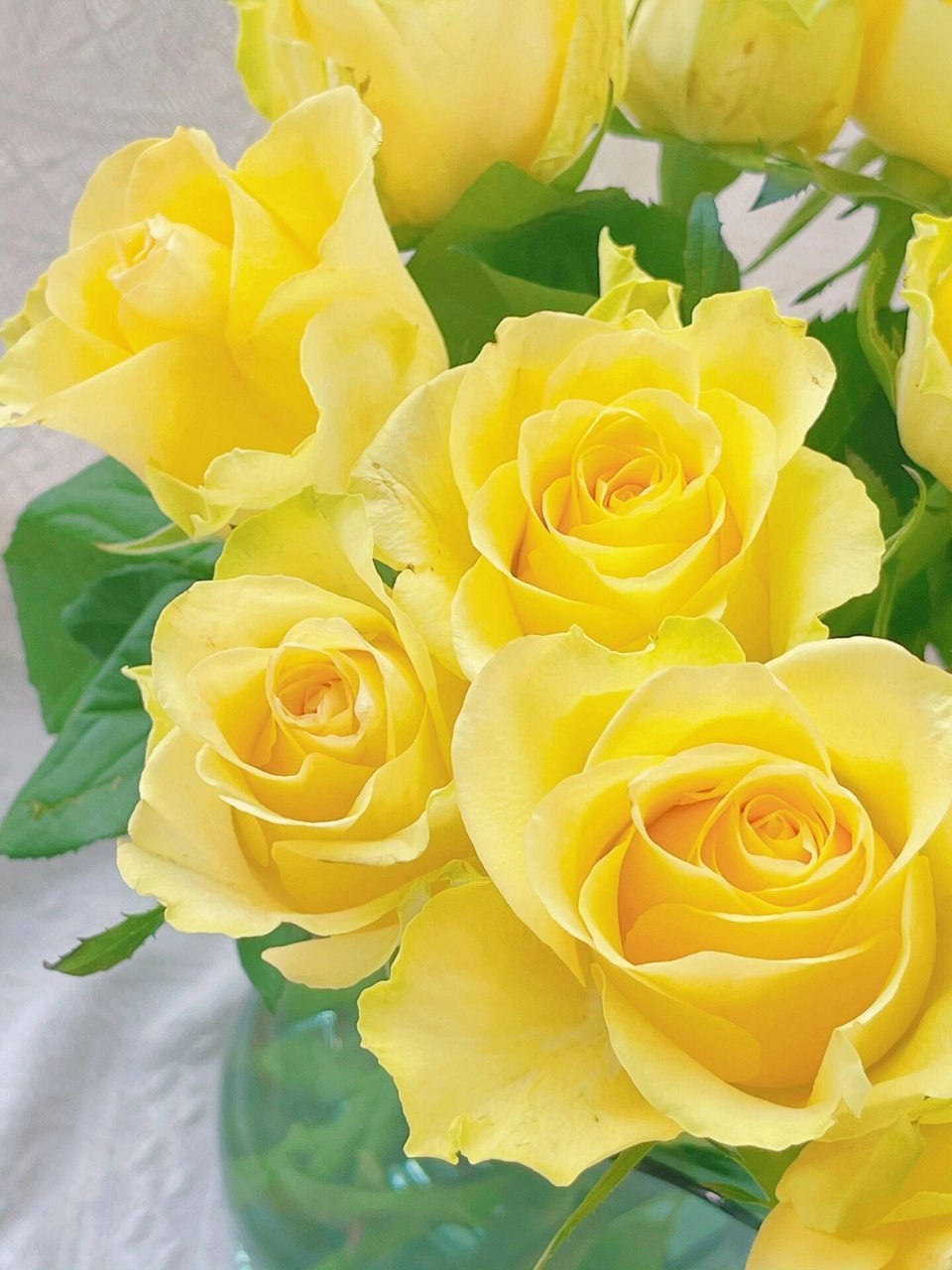 【夏日玫瑰·浪漫沙滩】 暴雨如注的日子里,需要一款明亮的玫瑰来增色