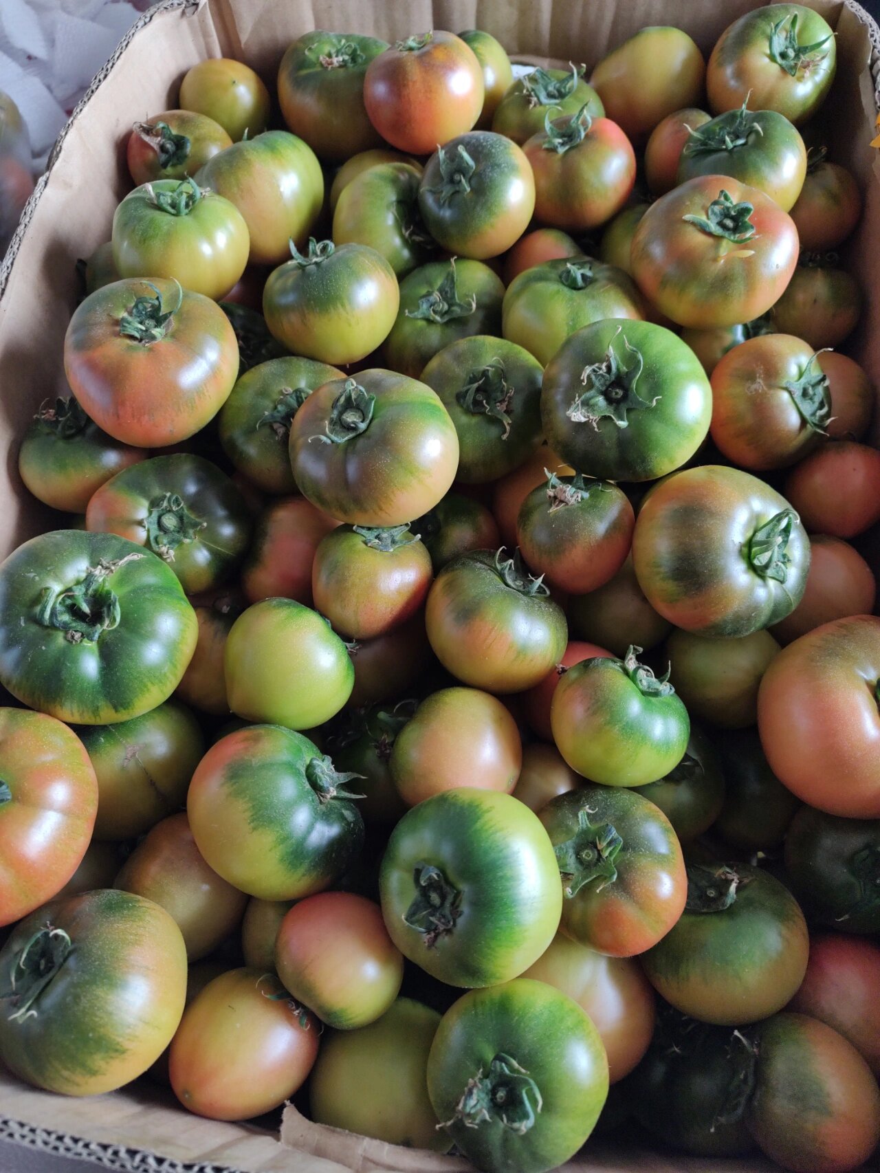 东北铁皮柿子—找寻儿时的味道,回味无穷!