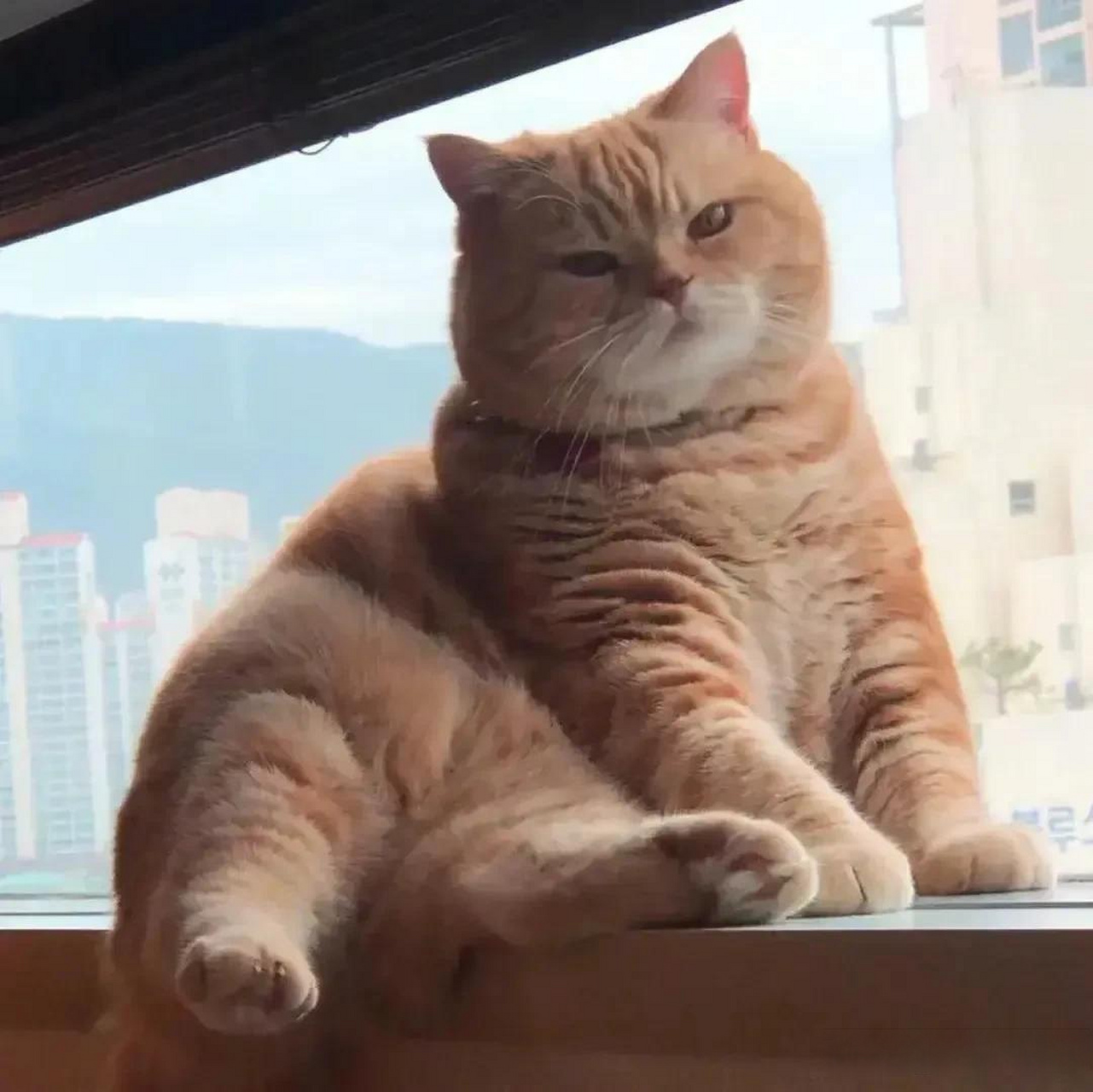 大橘为重