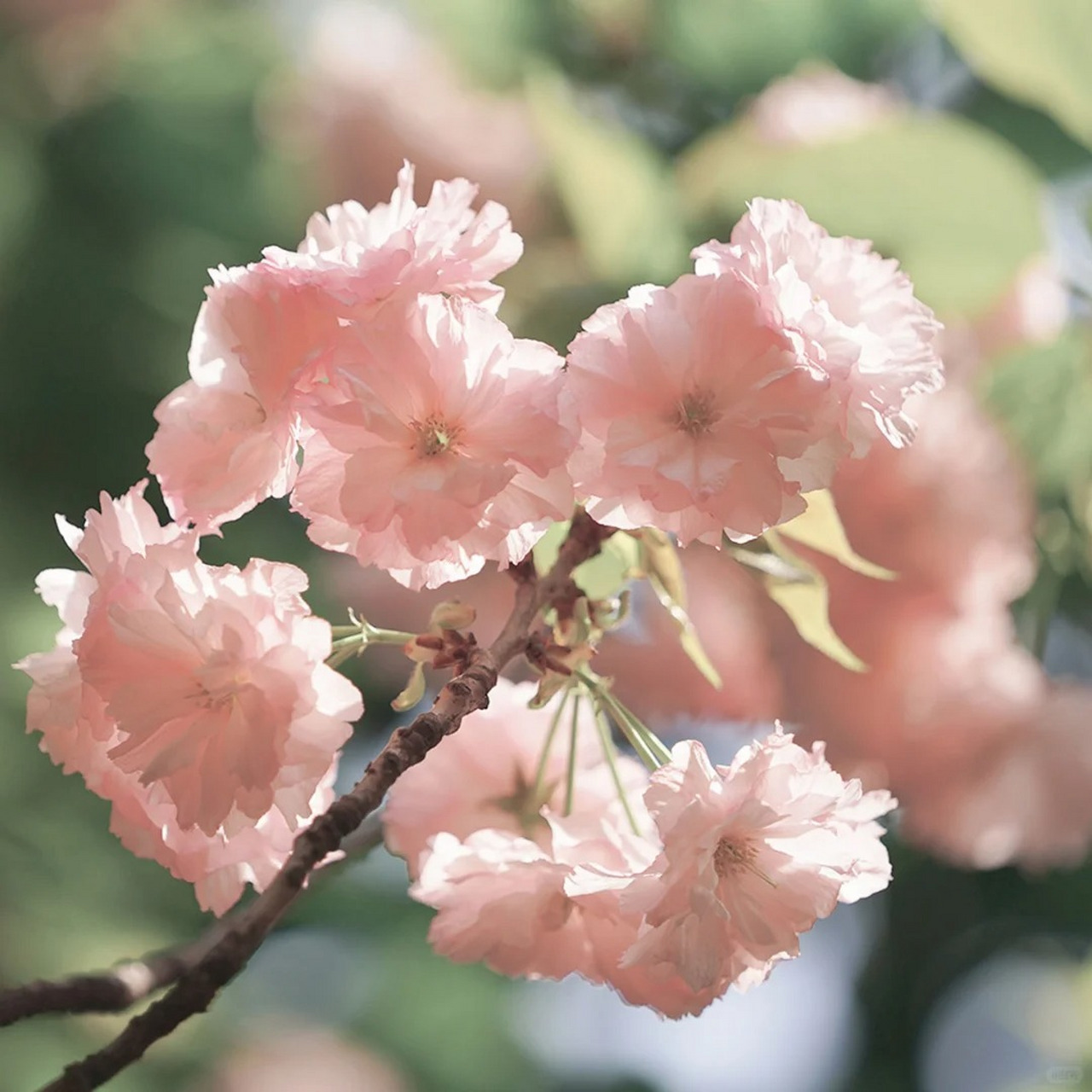 以花草为头像的人,都有一个共同特点: 通常比较成熟稳重,思想深邃