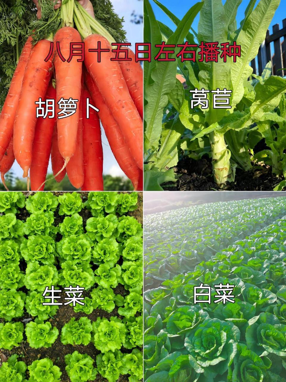 三农 农业种植 蔬菜 白菜种植 自己种的纯天然的绿色蔬菜