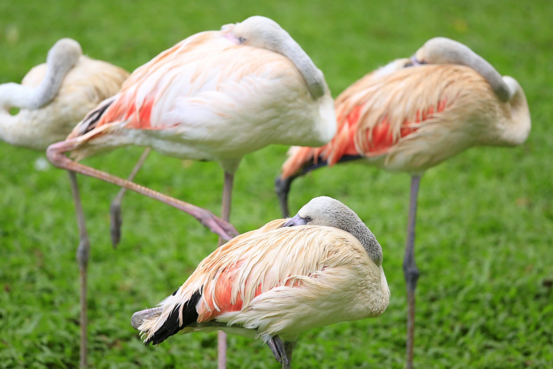 亲子游-广州站(长隆飞鸟乐园) 长隆飞鸟乐园(chimelong birds park)是