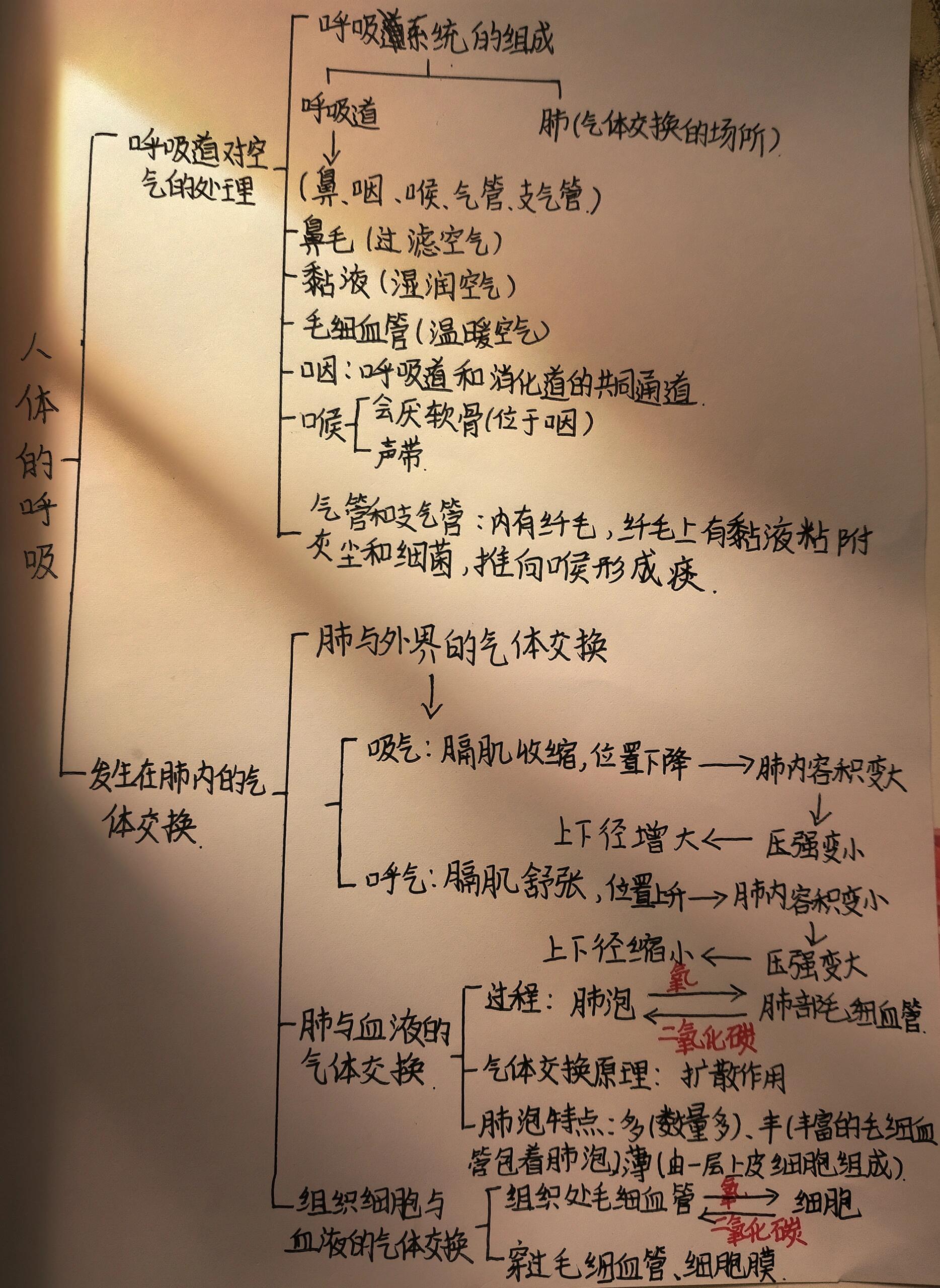 七下生物思维导图第三章——人体的呼吸