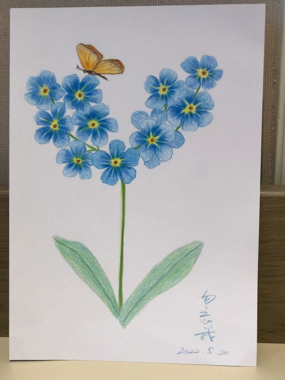 彩铅画-勿忘我 永恒的爱,永远不变的心,永远的回忆!