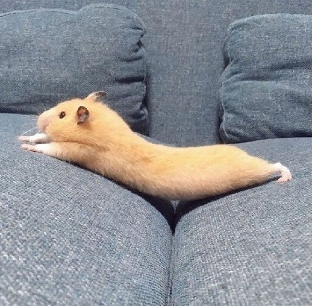 可爱动物表情包系列(仓鼠) 仓鼠表情包,可头像