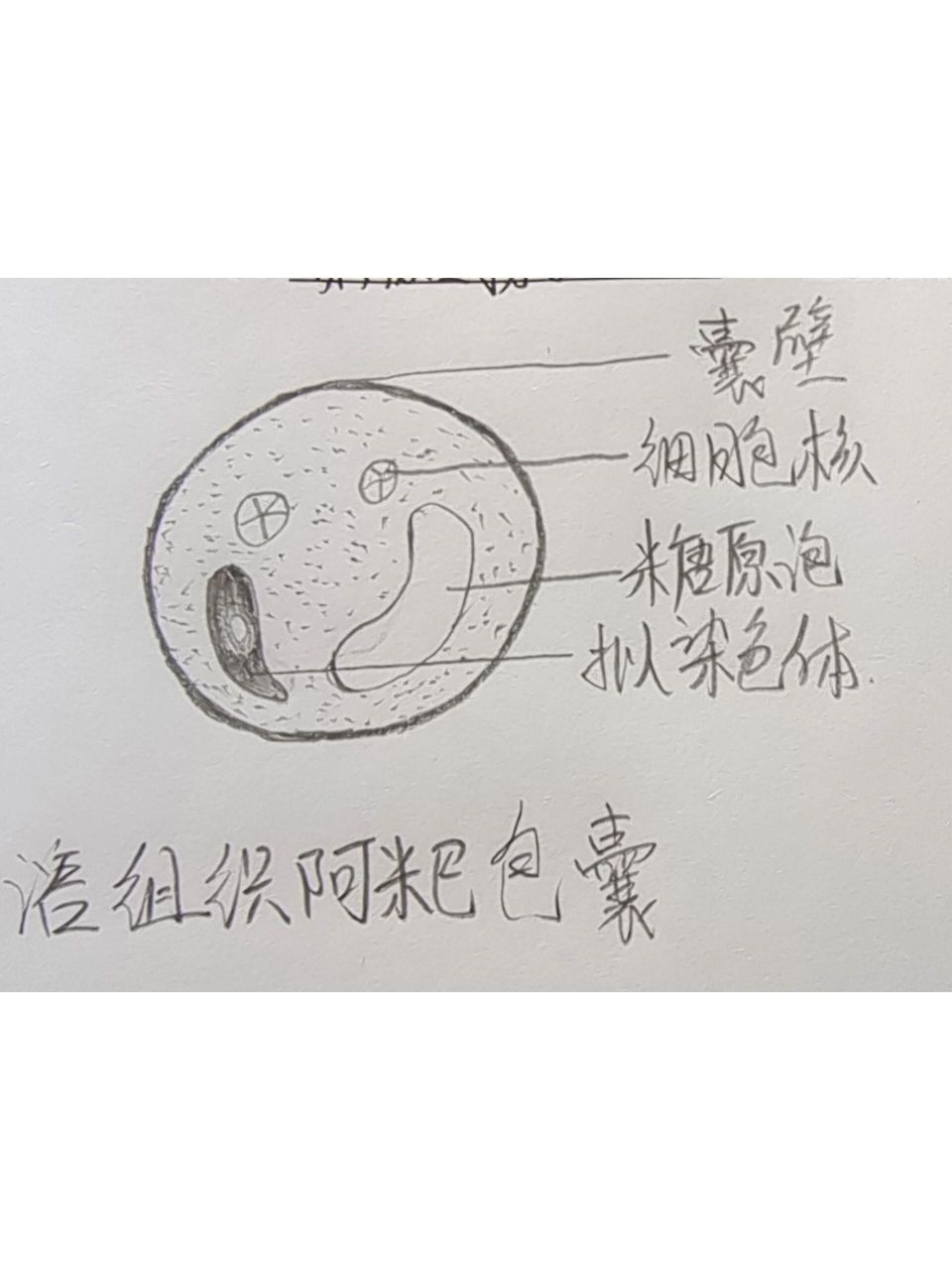 医学寄生虫学绘图 溶组织阿米巴虫包囊  刚地弓形虫速殖子  阴道毛