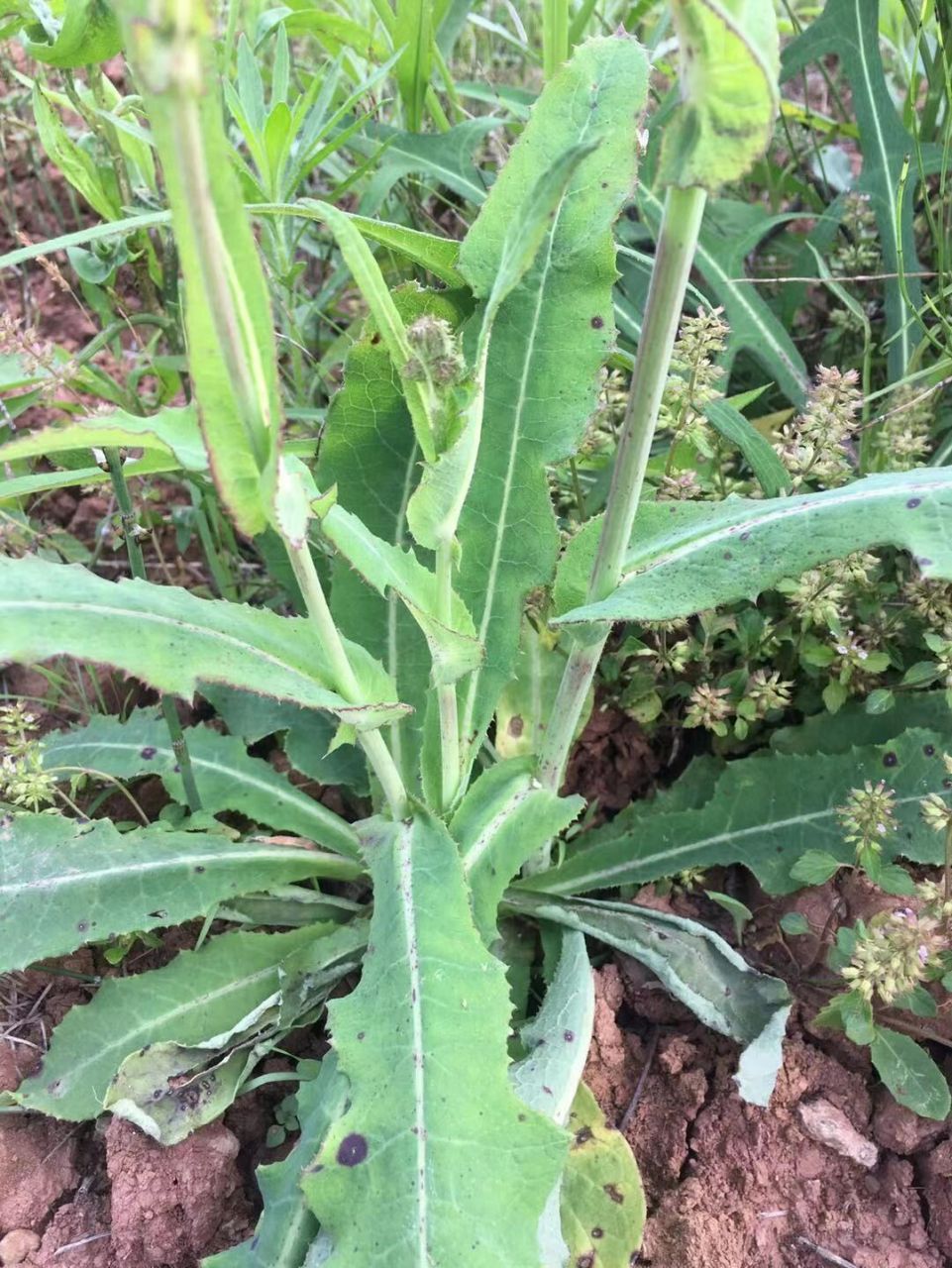 这个野菜你吃过吗?