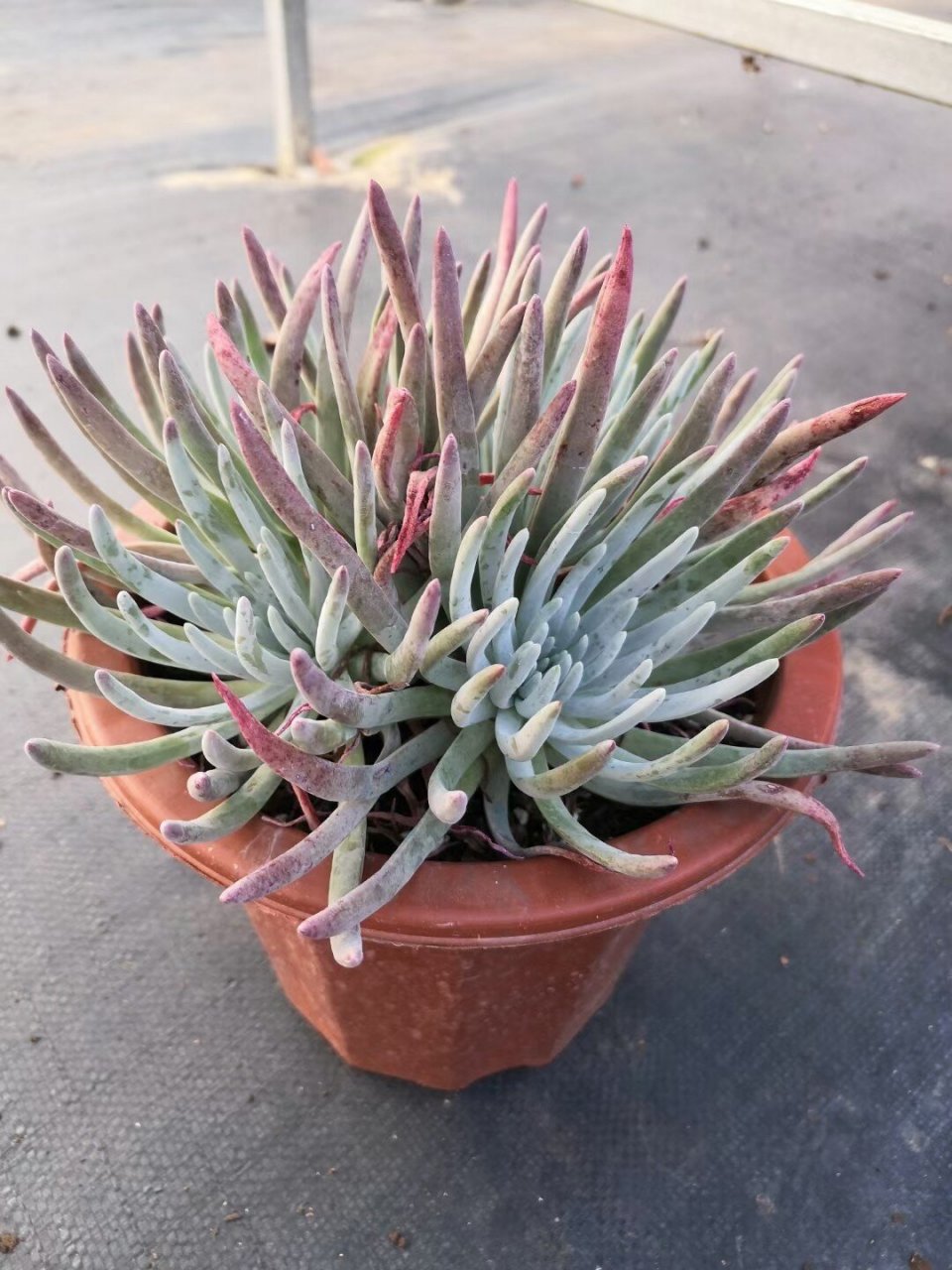 仙女杯中最好养的爱杜丽斯 很多宝宝喜欢仙女杯,但不喜欢爱杜丽丝,总