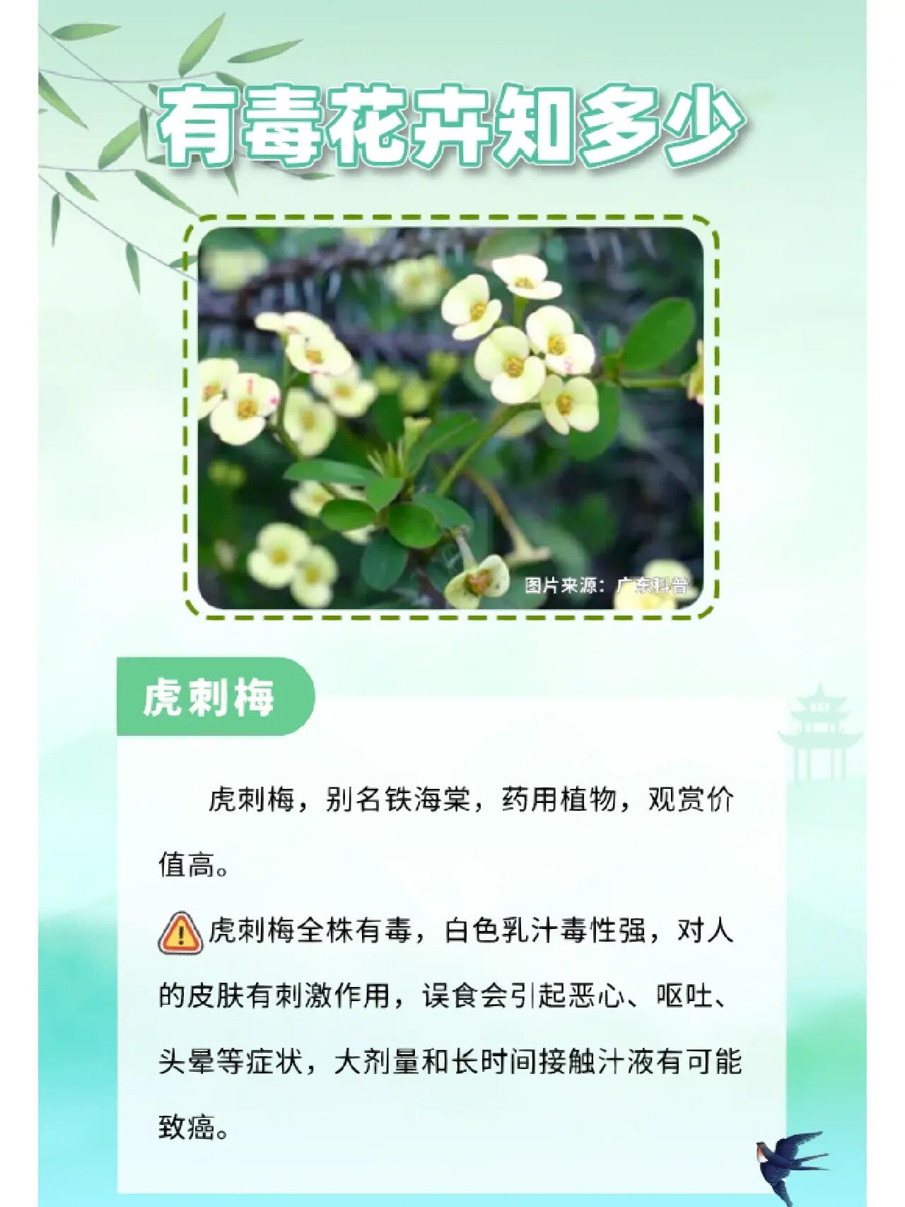 有毒花卉名单图片