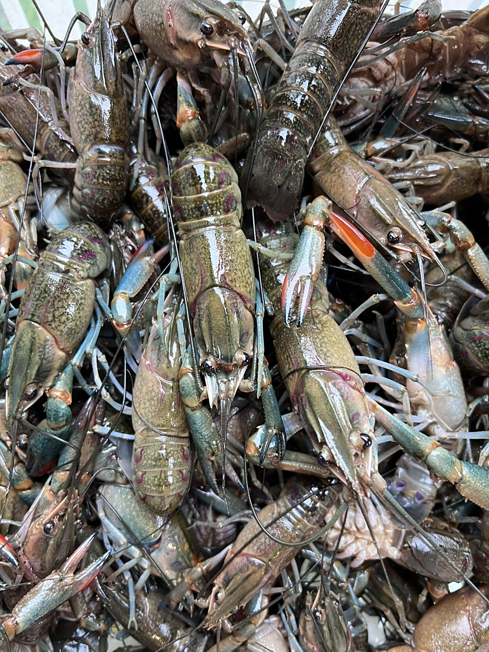 澳洲蓝龙虾 亲爱的朋友大东海各店 2022年12月3日