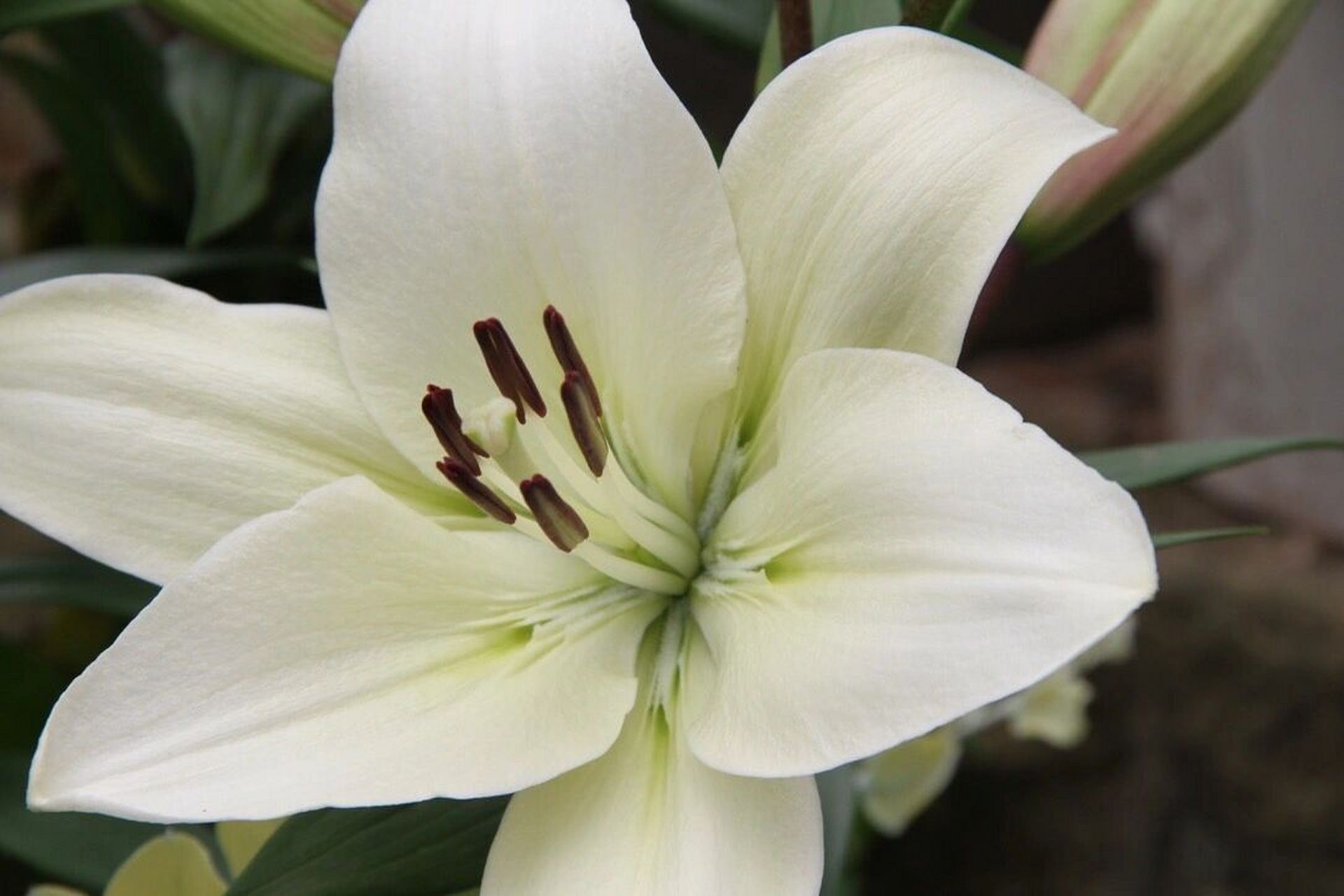 百合 百合品种:西伯利亚百合 花朵真的好多,而且花杆又粗又壮,开的