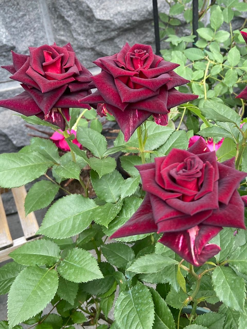 我和我的100颗月季之紫罗兰 39号选手:紫罗兰 没有黑巴克,那就入棵