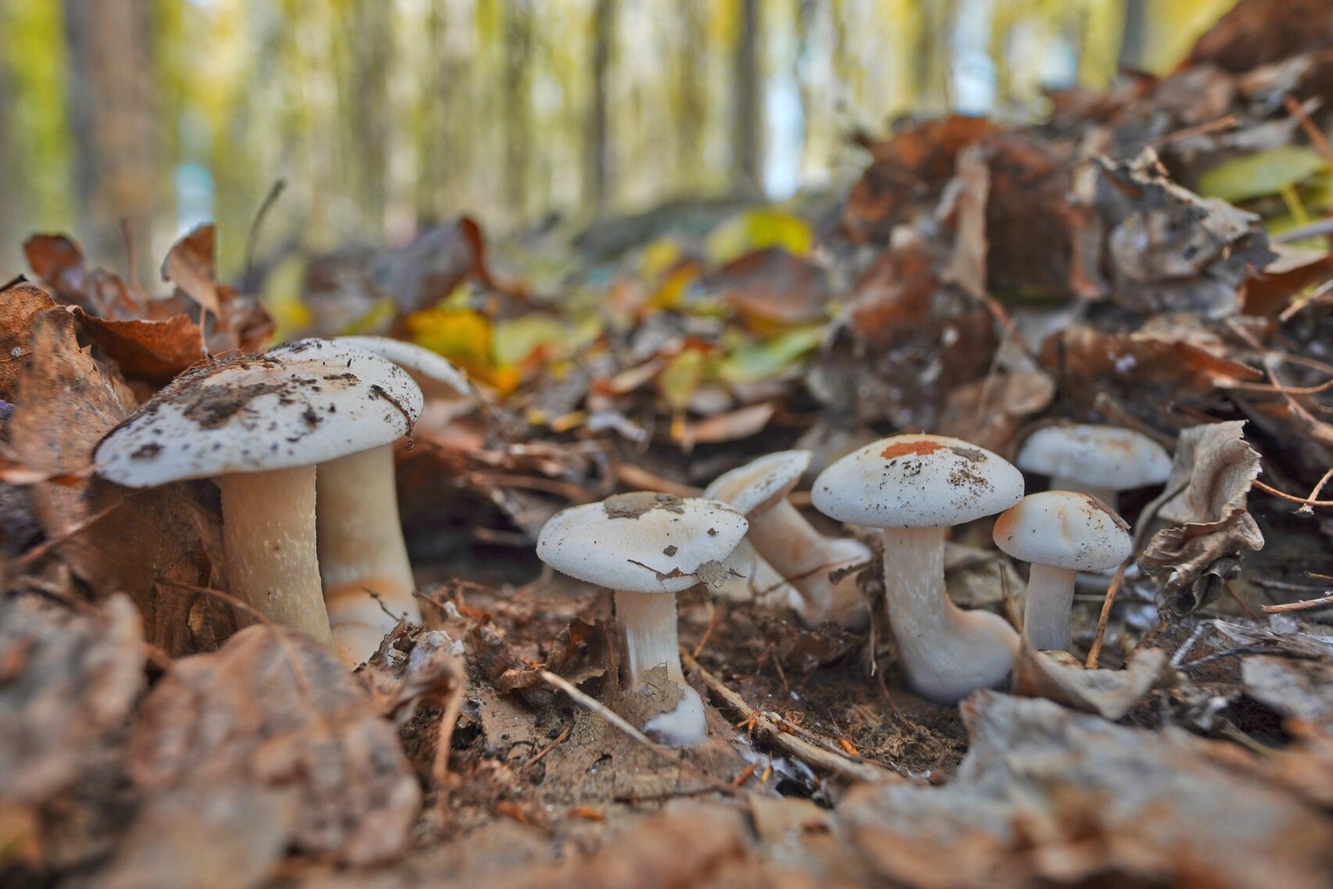 我家的杨树林里都会冒出数不清的蘑菇,这种蘑菇只长在杨树林的落叶