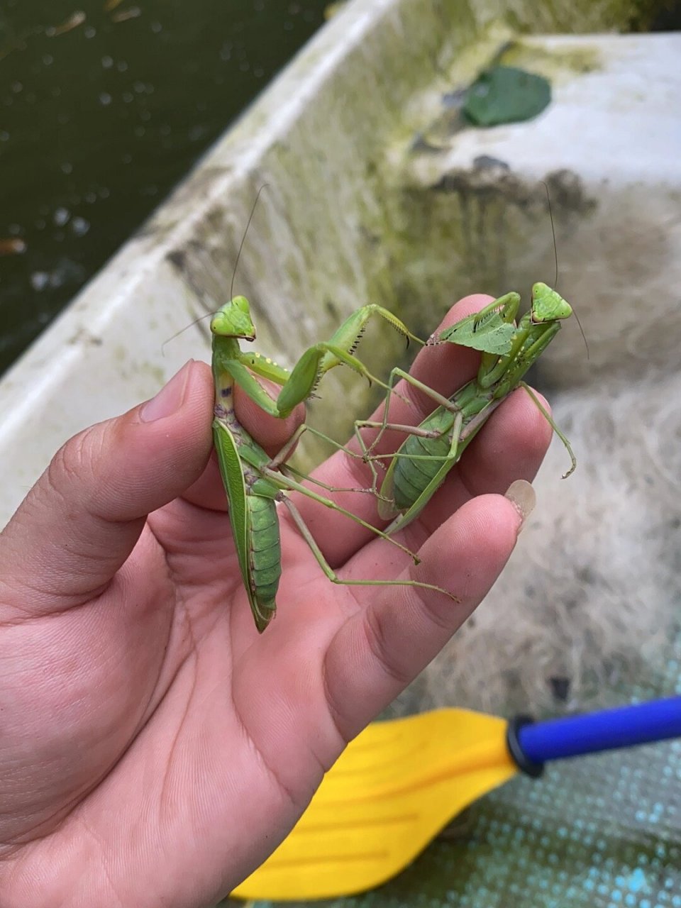 野采 新收获螳螂