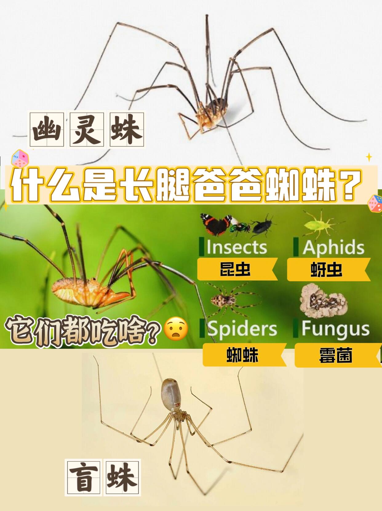 澳洲常见蜘蛛 |长腿爸爸蜘蛛 |悉尼杀虫