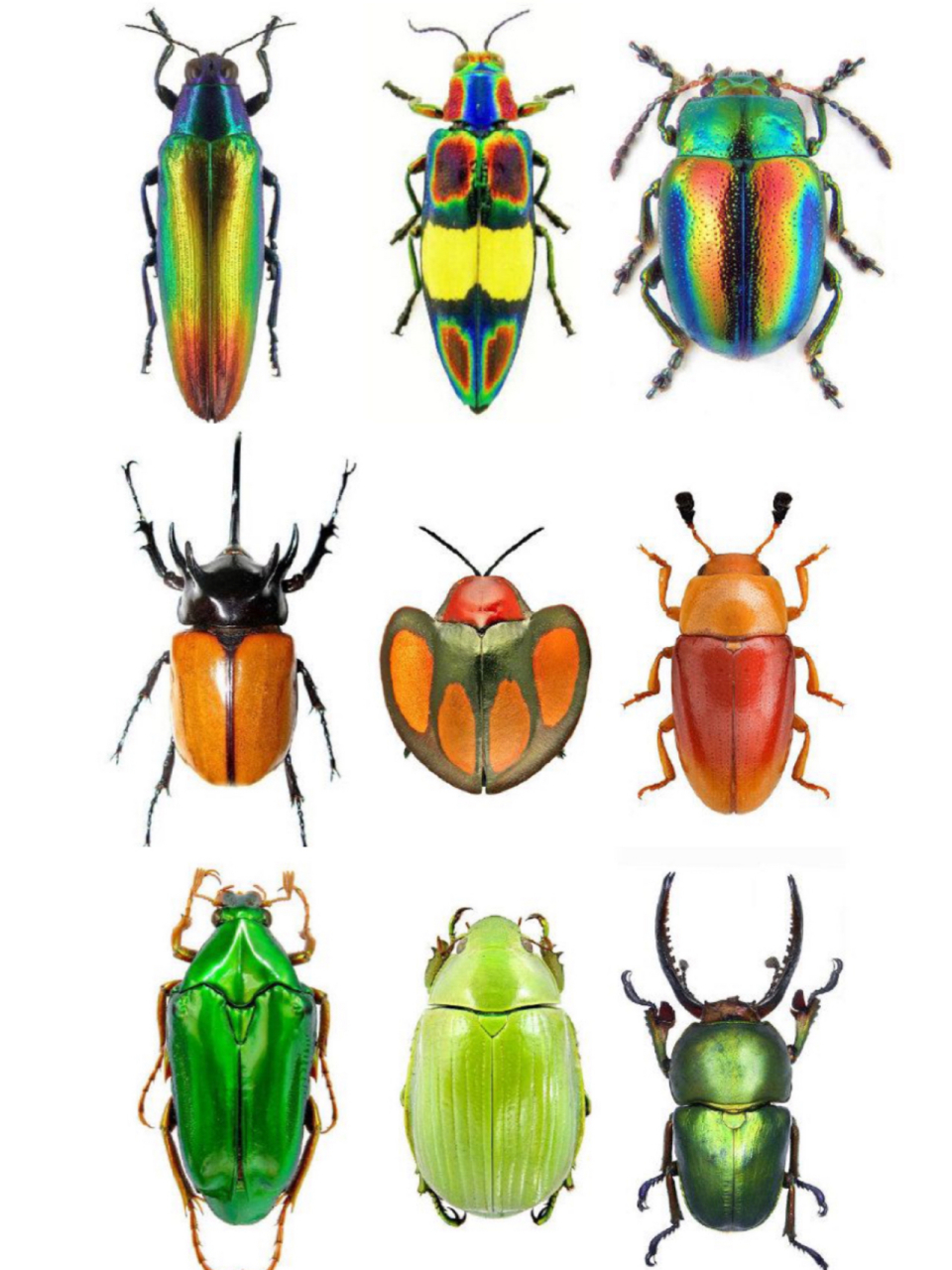 昆虫素材图片分享 画画素材昆虫世界昆虫日记少儿美术动物世界色彩