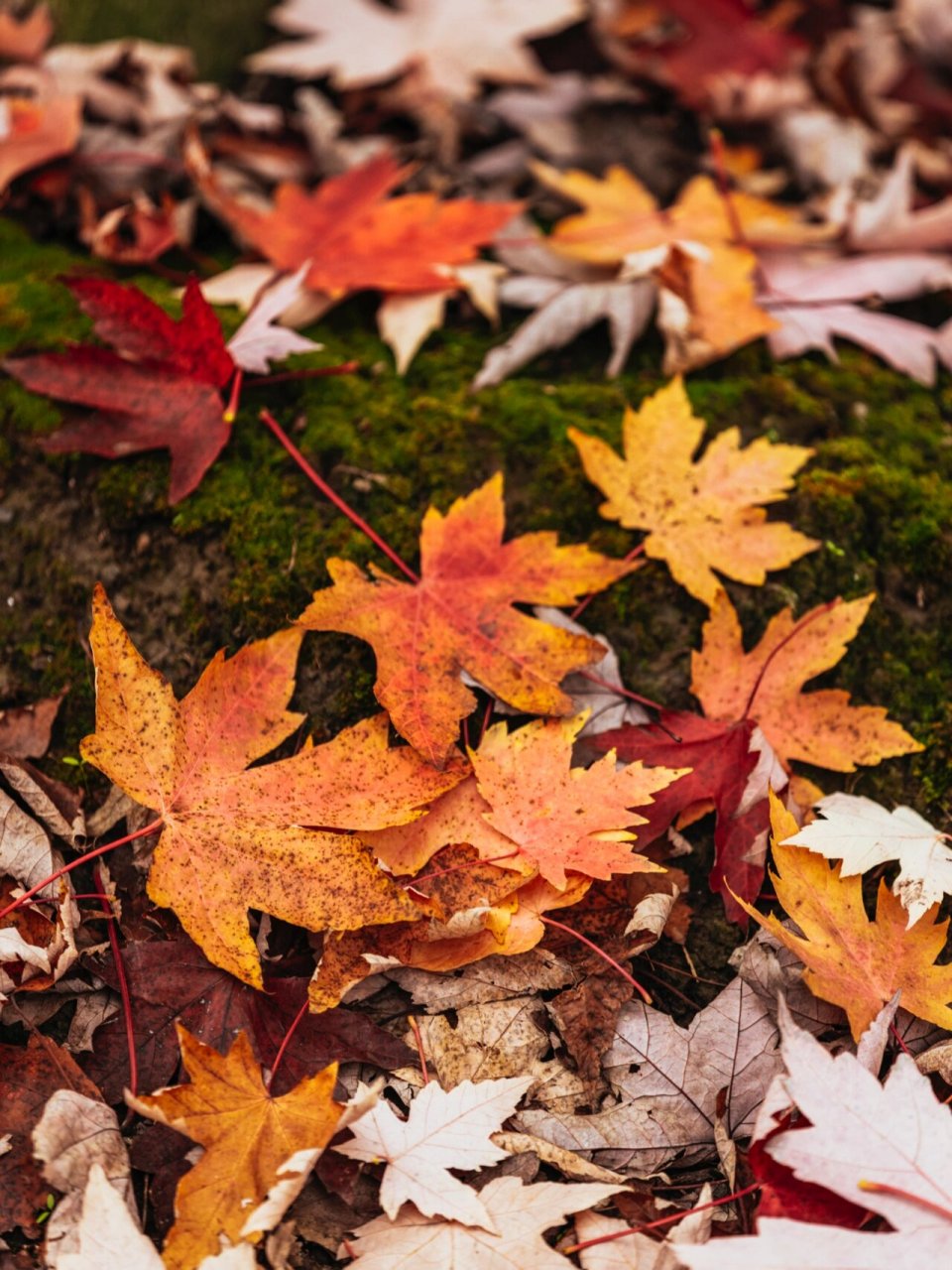 苏州每年这个季节 到处都是美景 这条位于阳澄半岛的宝藏红枫小道枫叶