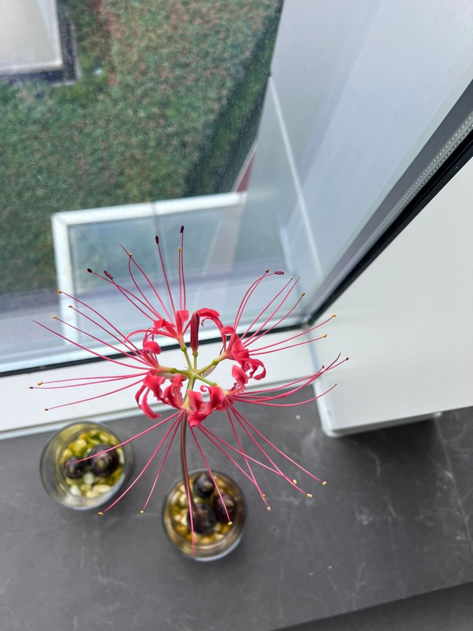 水培之彼岸花96 这朵花,全开了!超好看! 期待另外四颗种球94