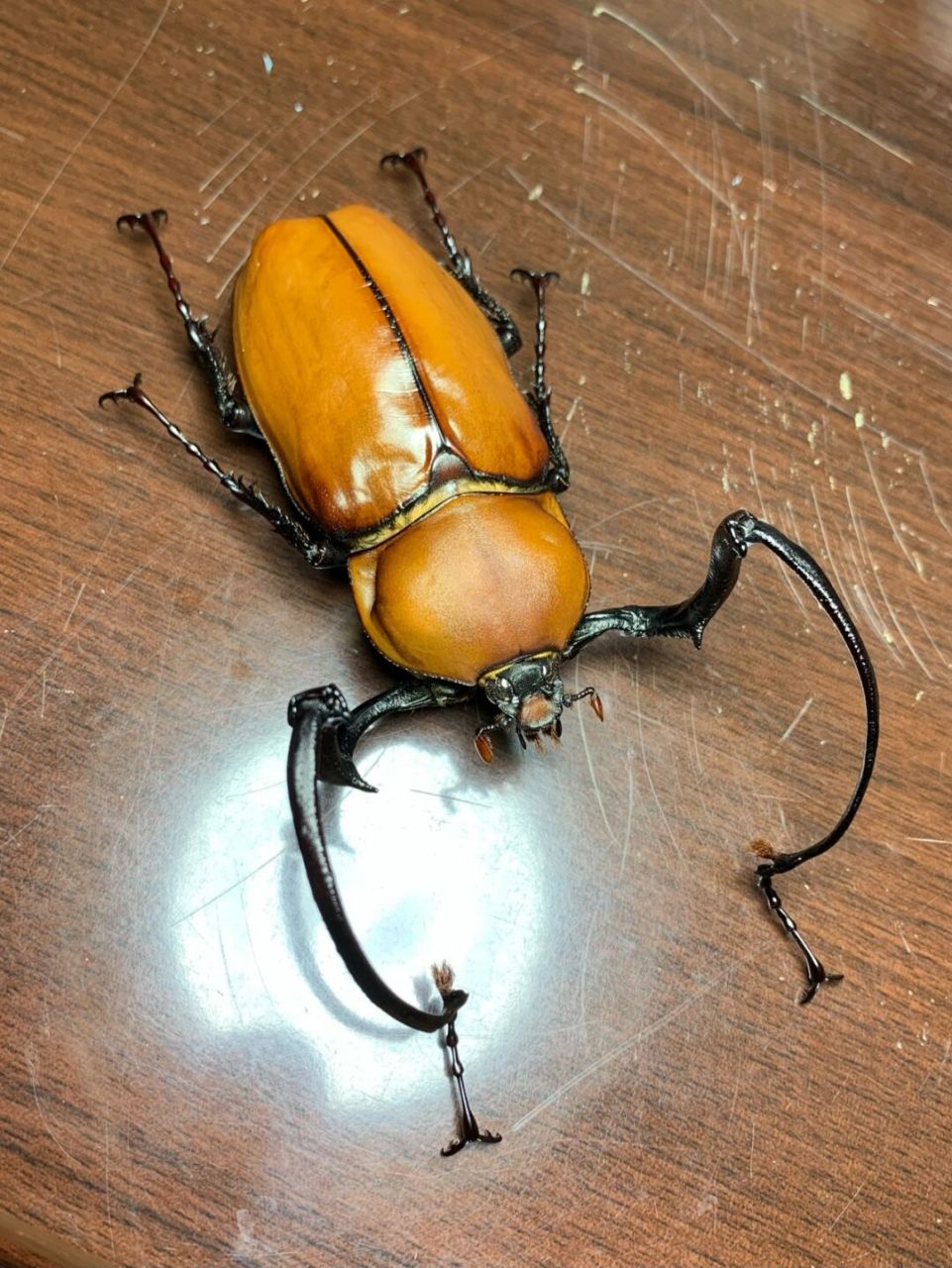 茶色长臂金龟 euchirus longimanus 茶色长臂金龟,成虫长体50