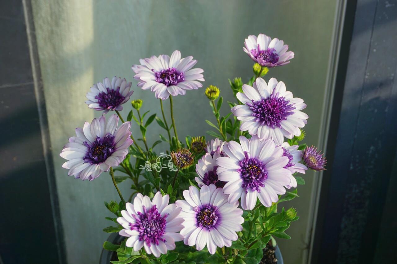 重瓣蓝目菊"蓝莓冰摇" 浅浅的紫色真的太好看啦!