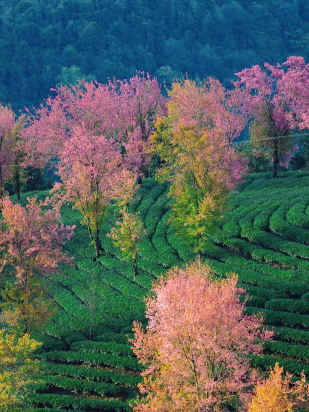 云南樱花谷风景区图片