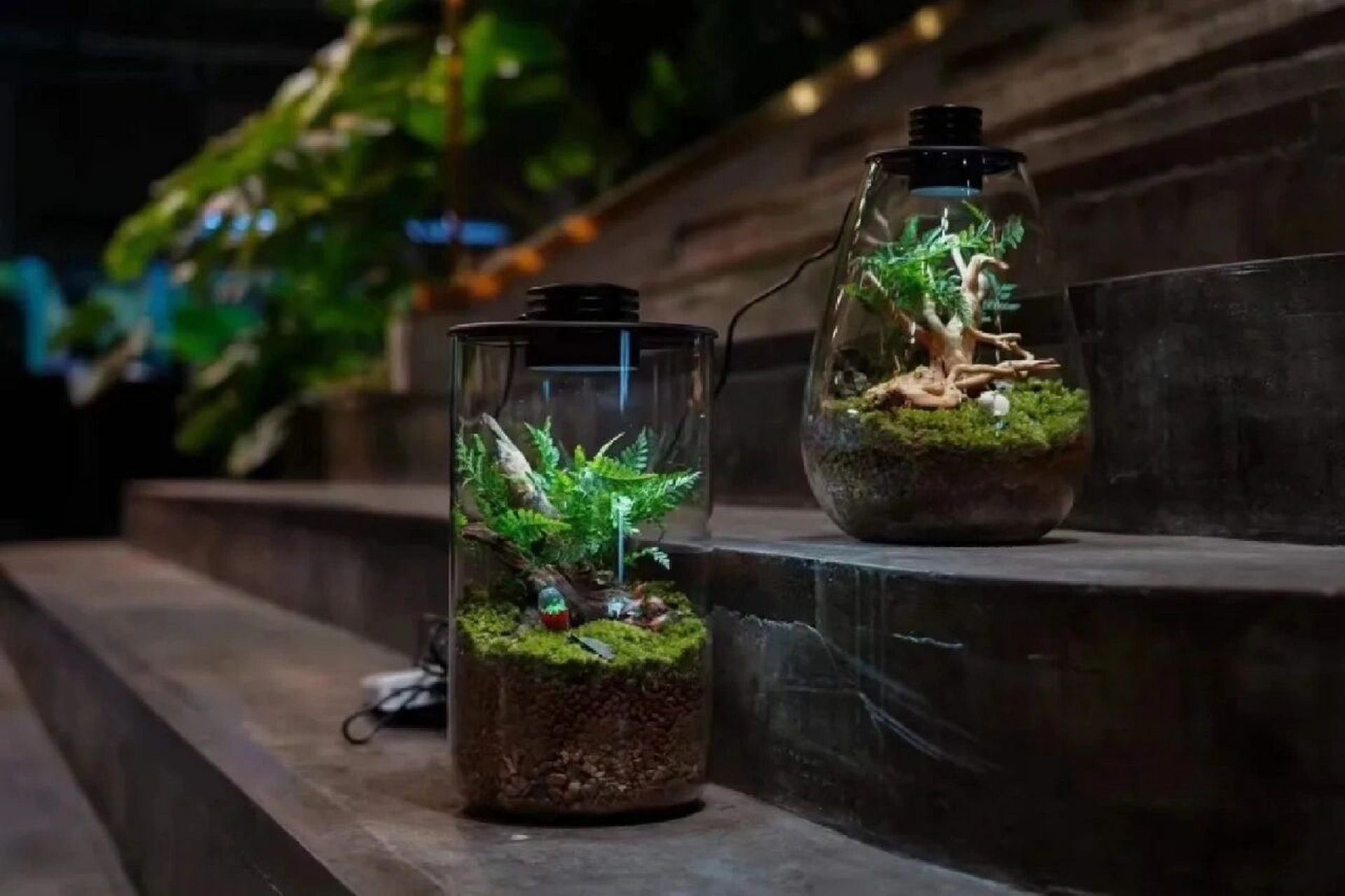 生态瓶微景观 bioloark生态瓶 ​微缩的生态空间/ 为植物提供稳定的